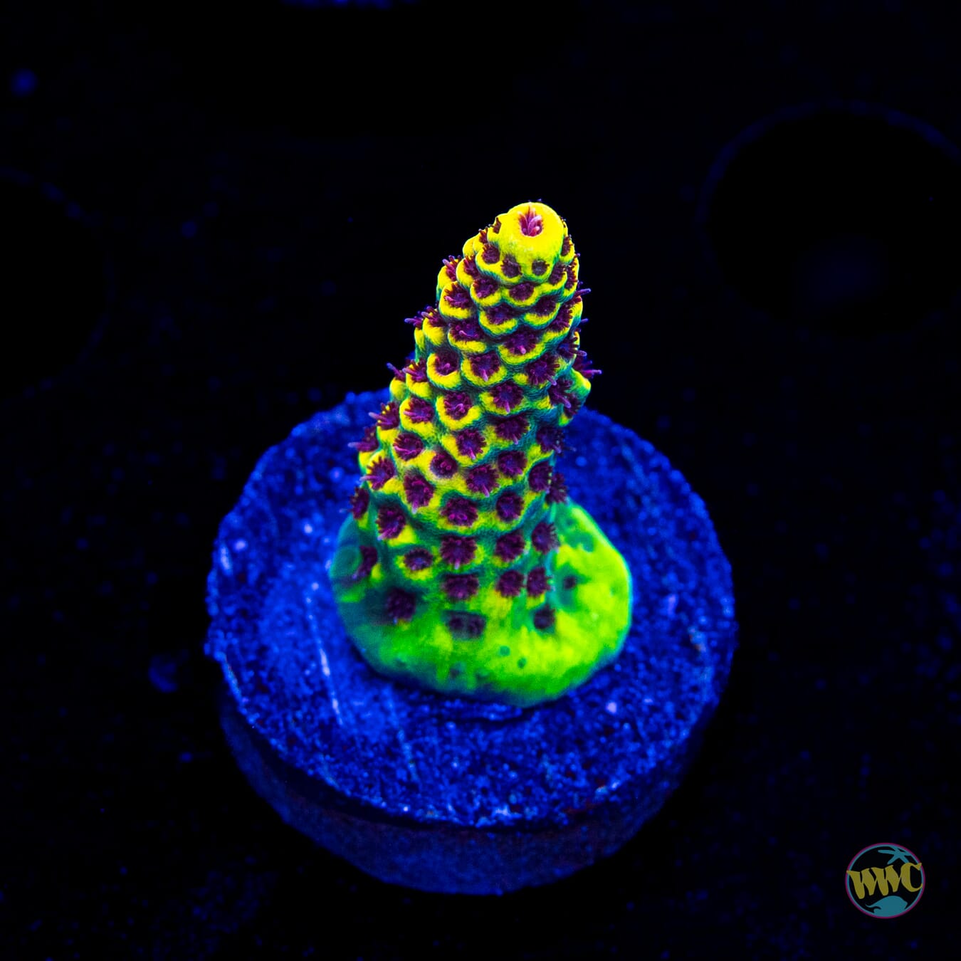 WWC Super Red Polyp Clathrata Acropora