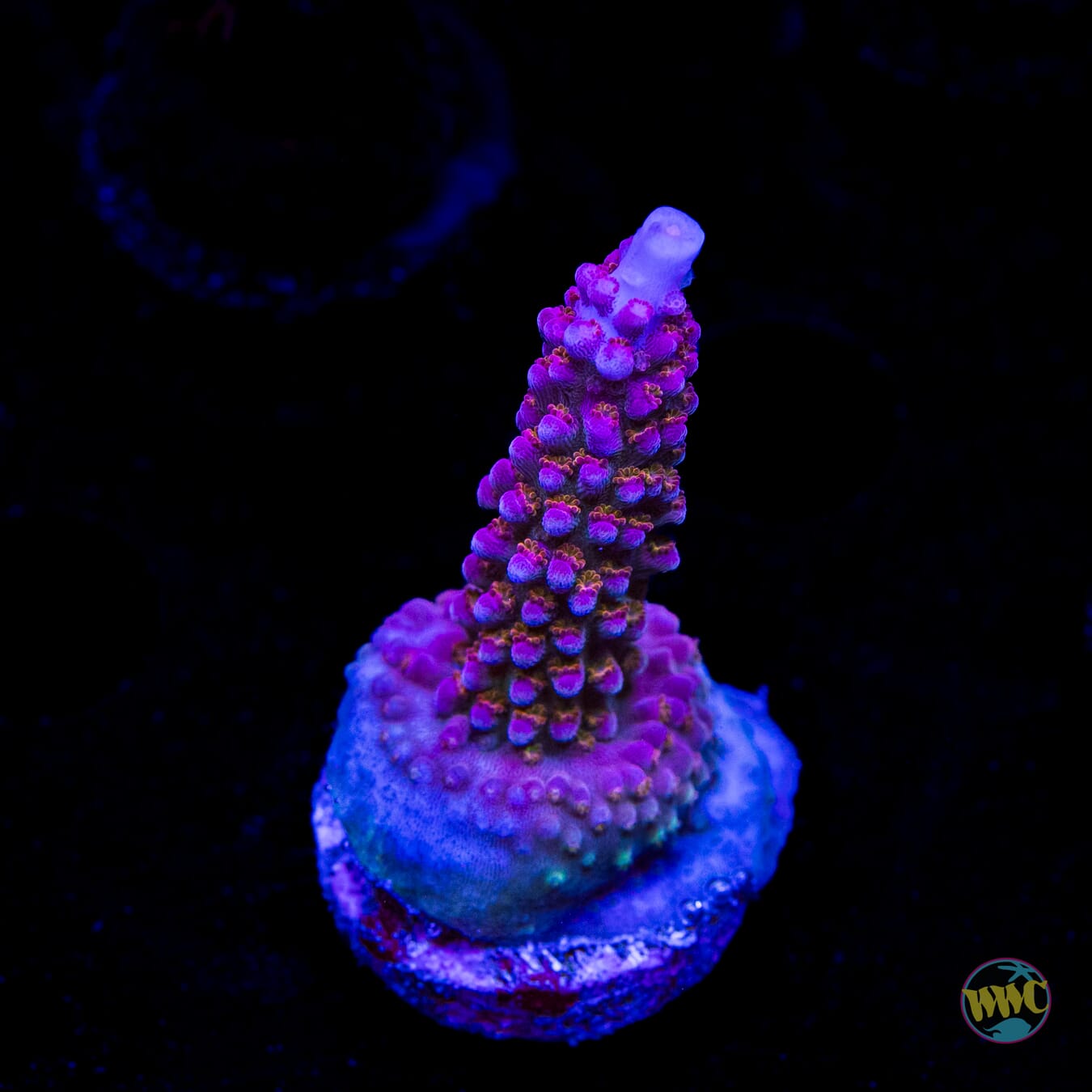 WWC Dreamweaver Acropora