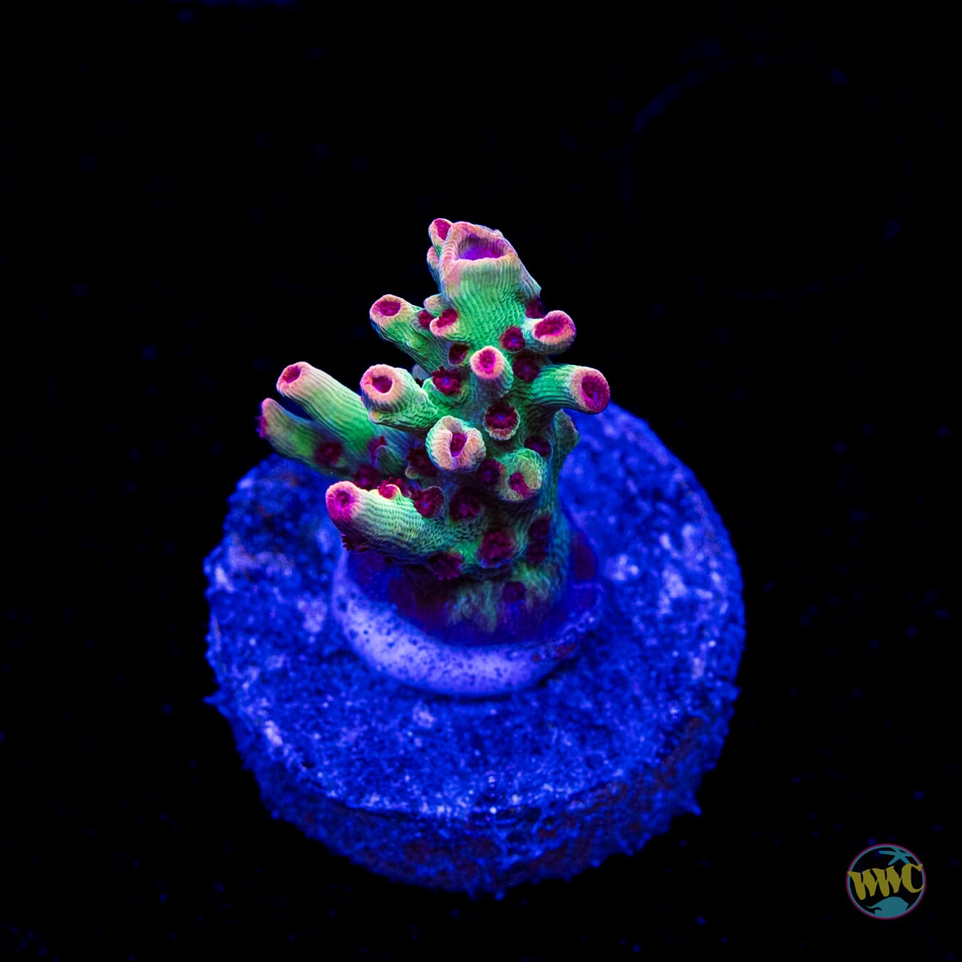 Strawberry Shortcake Acropora