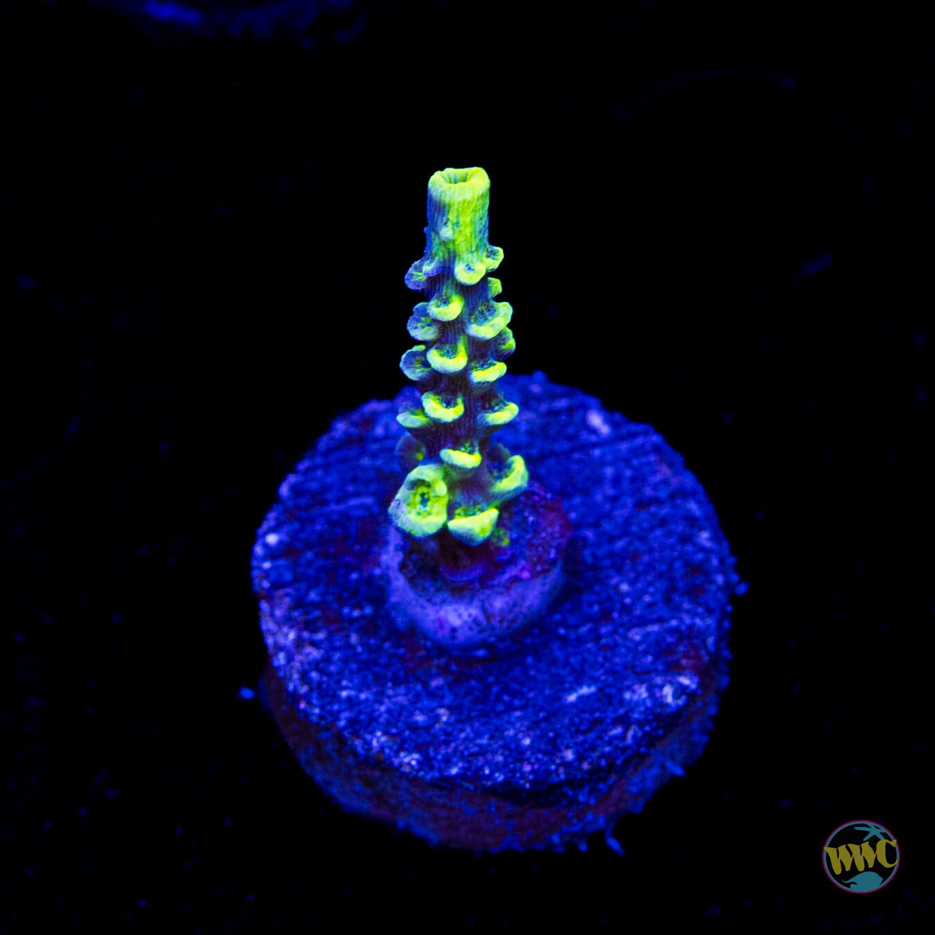 WWC Silver Surfer Acropora