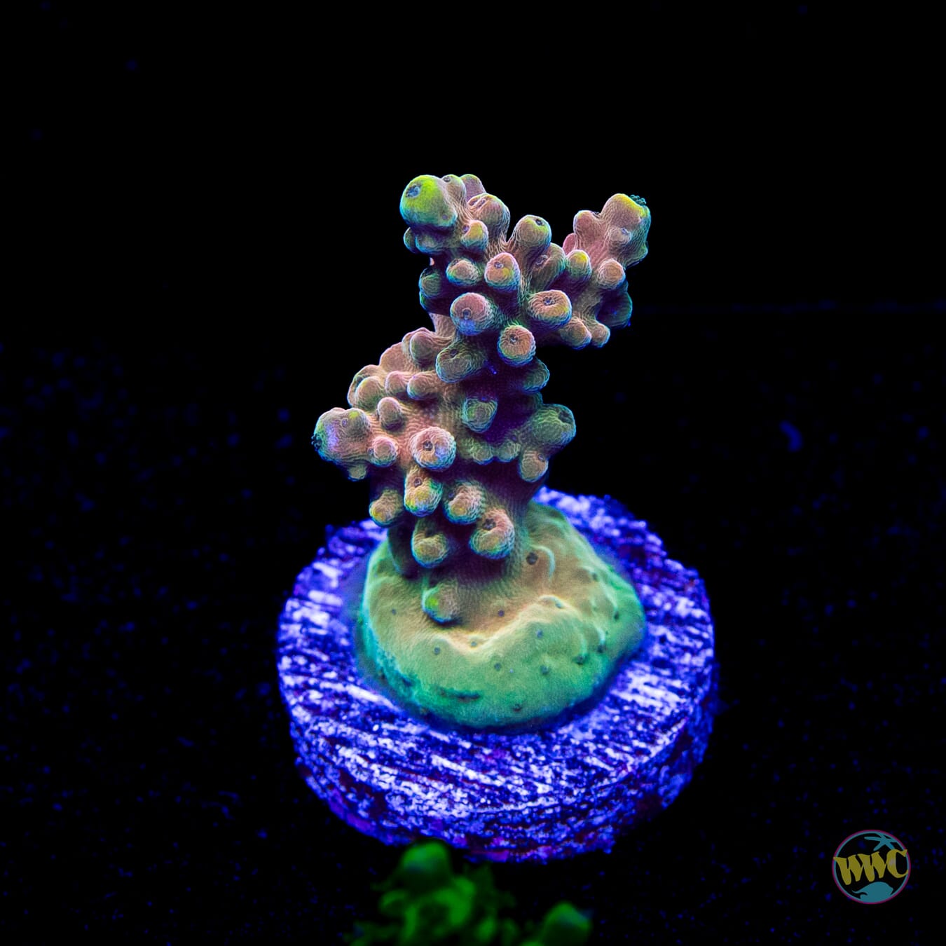 WWC Lady Liberty Acropora