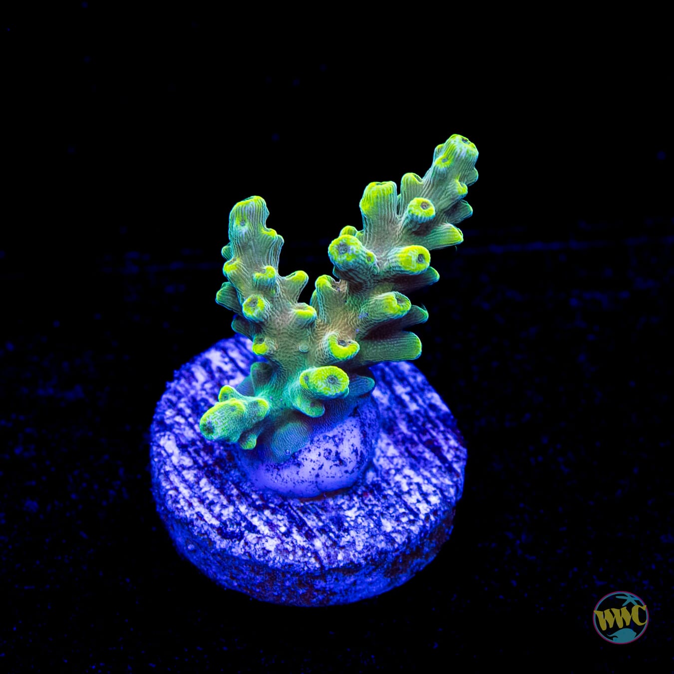 WWC Lady Liberty Acropora