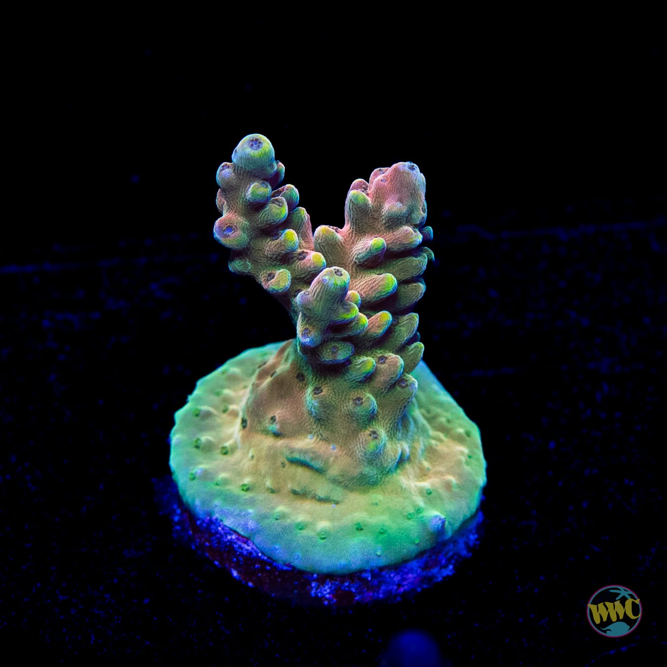 WWC Lady Liberty Acropora