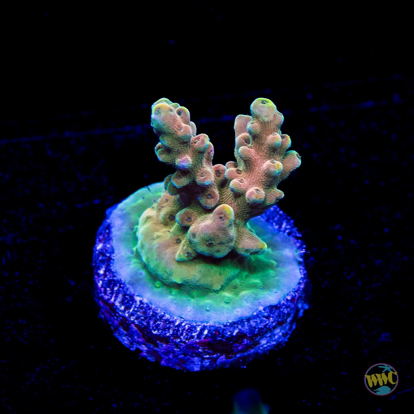 WWC Lady Liberty Acropora