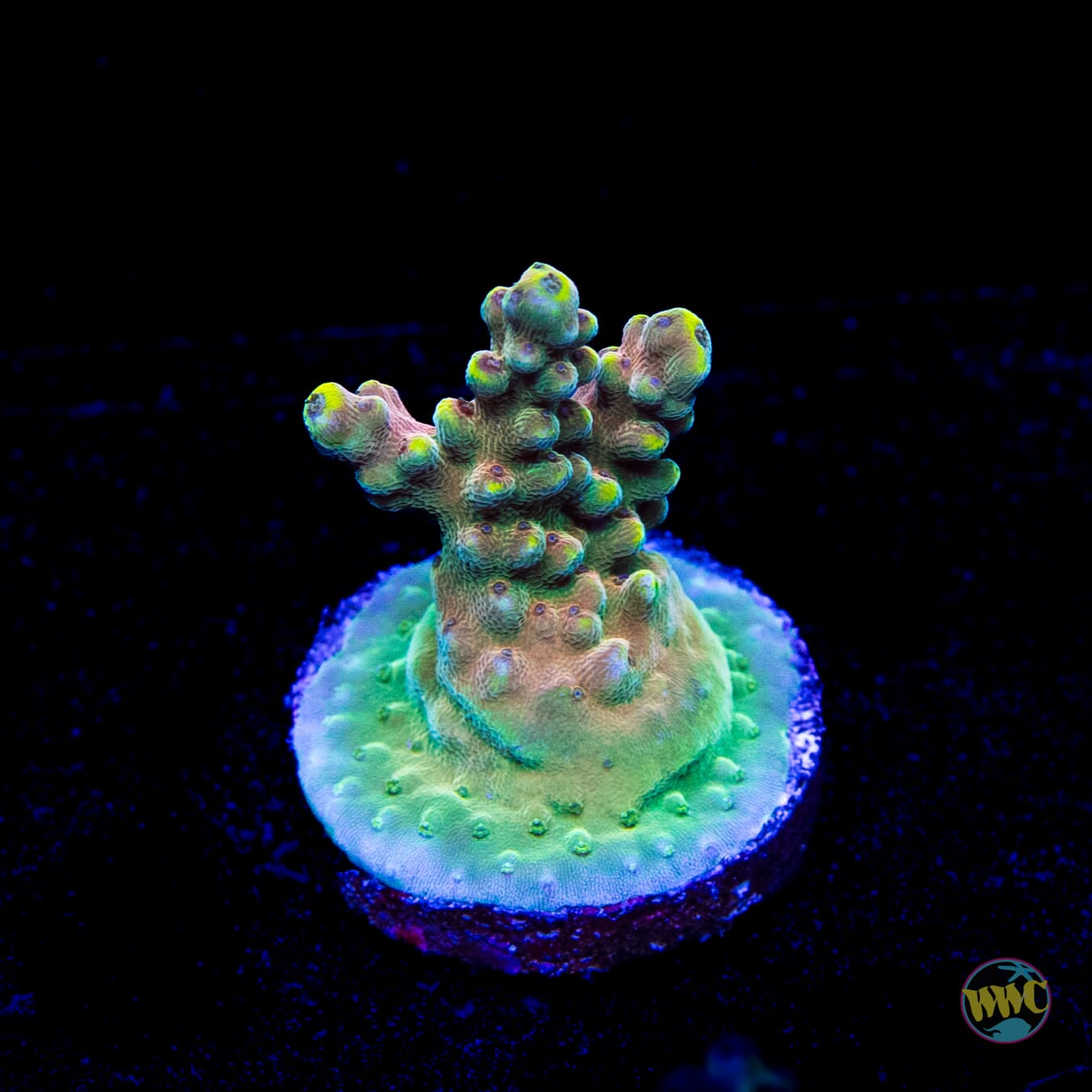 WWC Lady Liberty Acropora