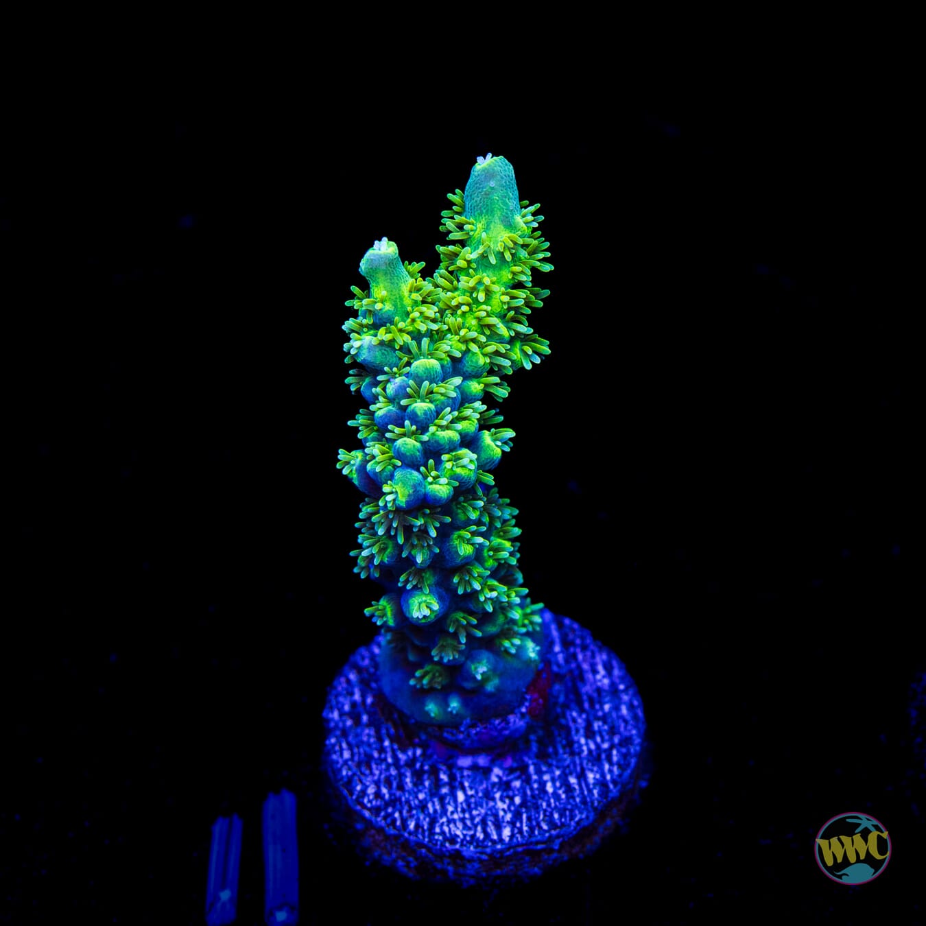 ORA Purple Plasma Acropora