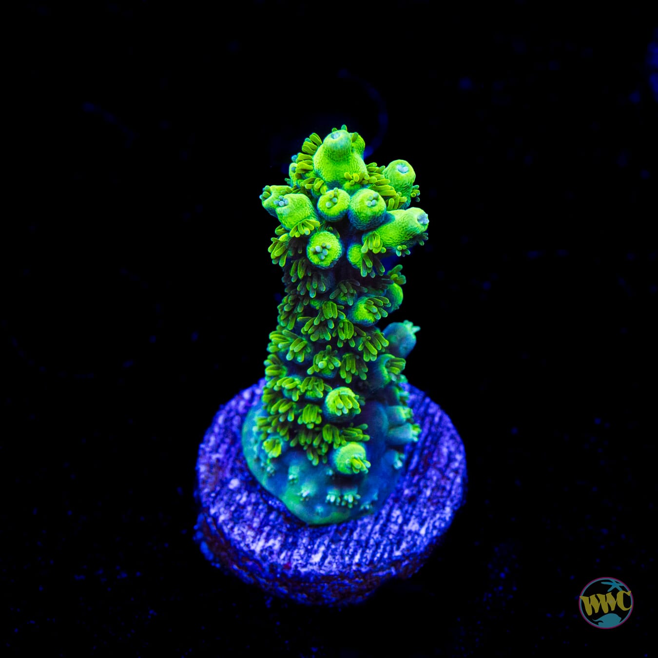 ORA Purple Plasma Acropora