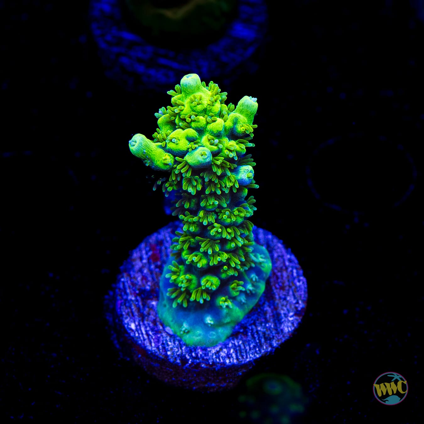 ORA Purple Plasma Acropora