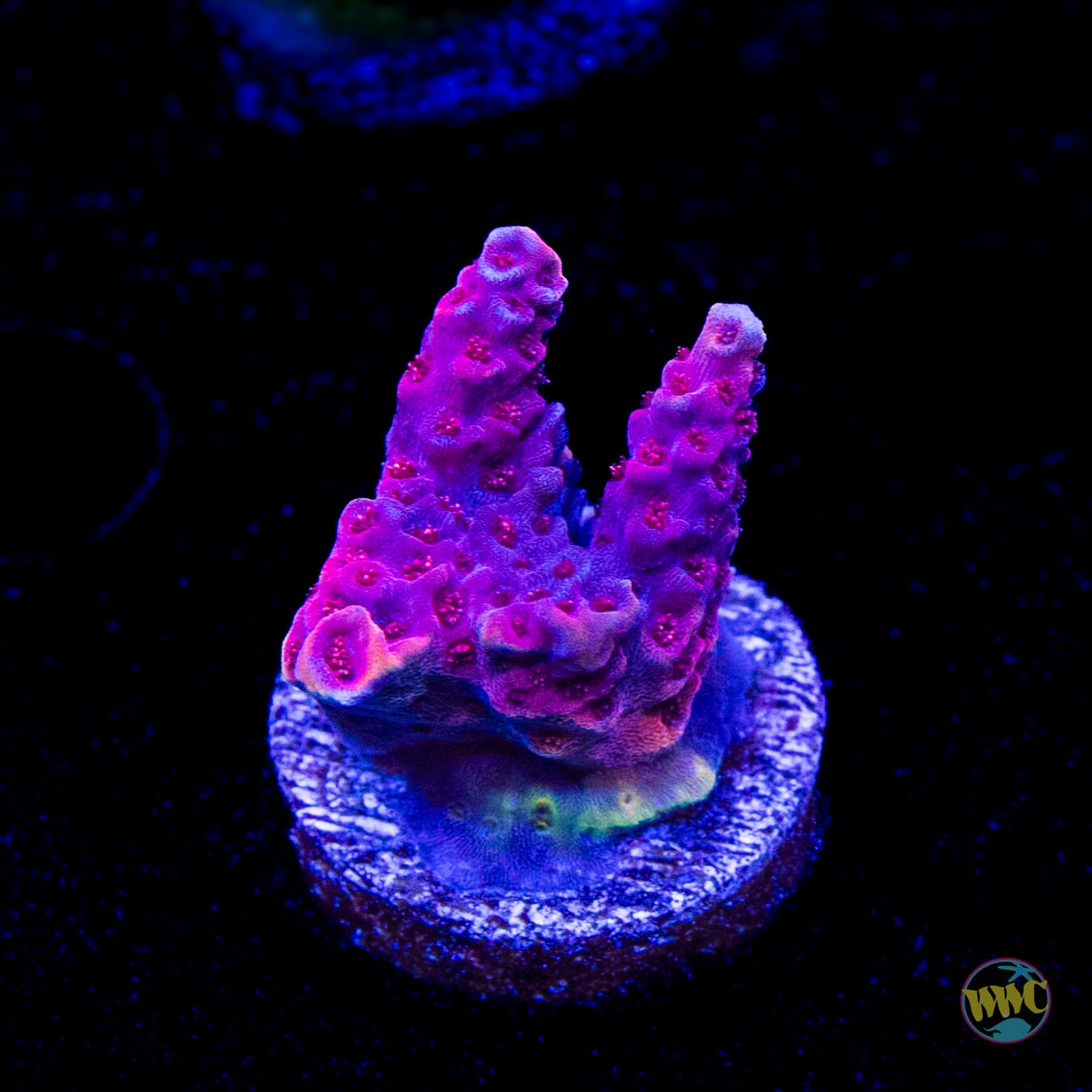 WWC Marmalade Melody Acropora