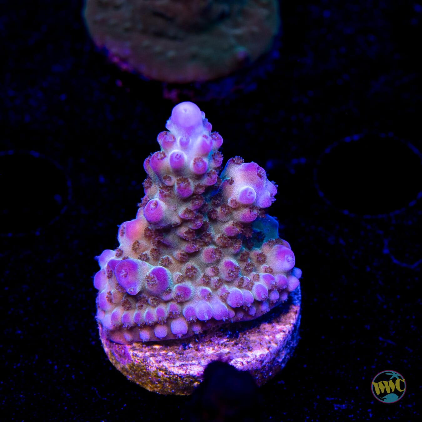 Jason Fox Sour Twist Acropora