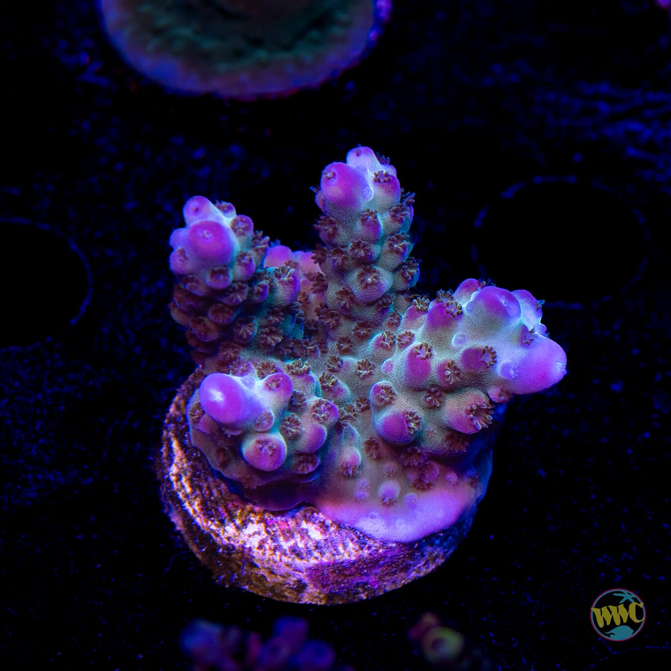 Jason Fox Sour Twist Acropora