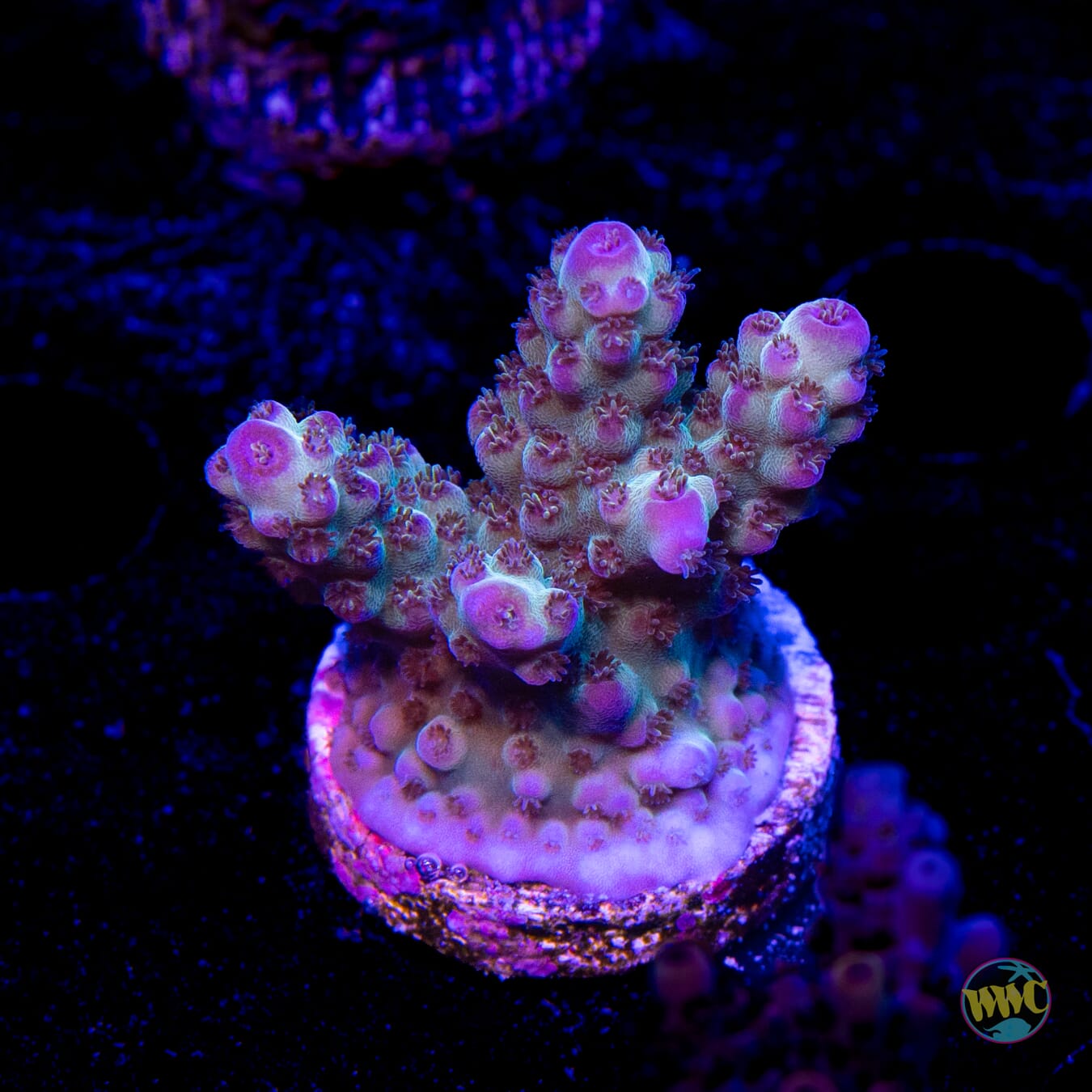 Jason Fox Sour Twist Acropora