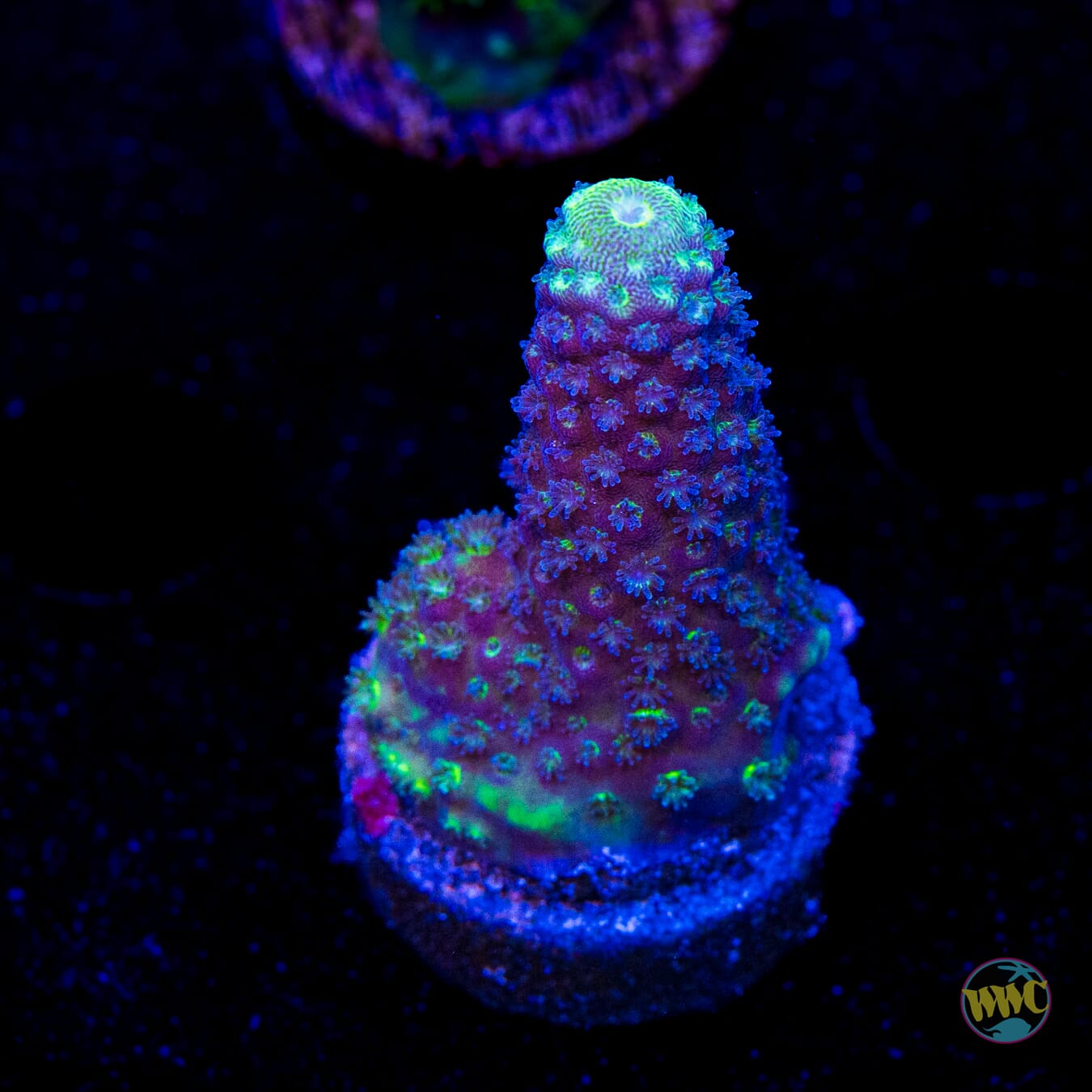 WWC Nuclear Grapes Acropora