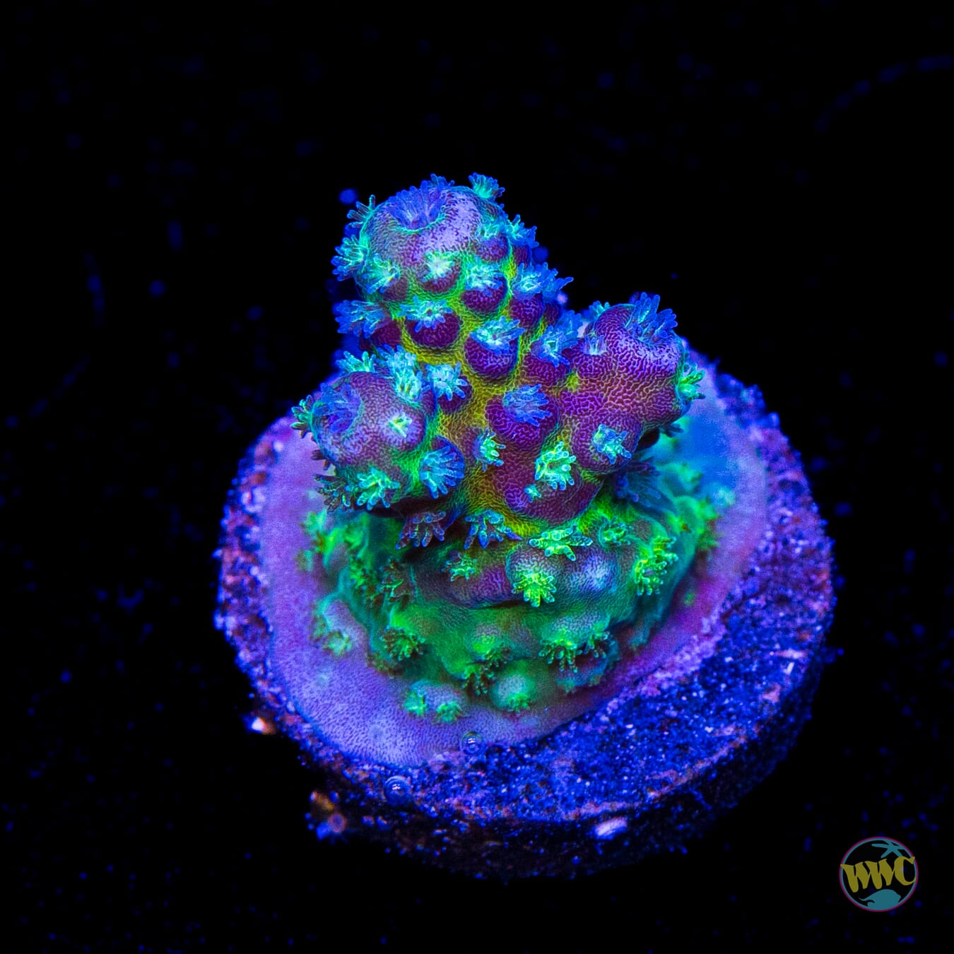 WWC Nuclear Grapes Acropora