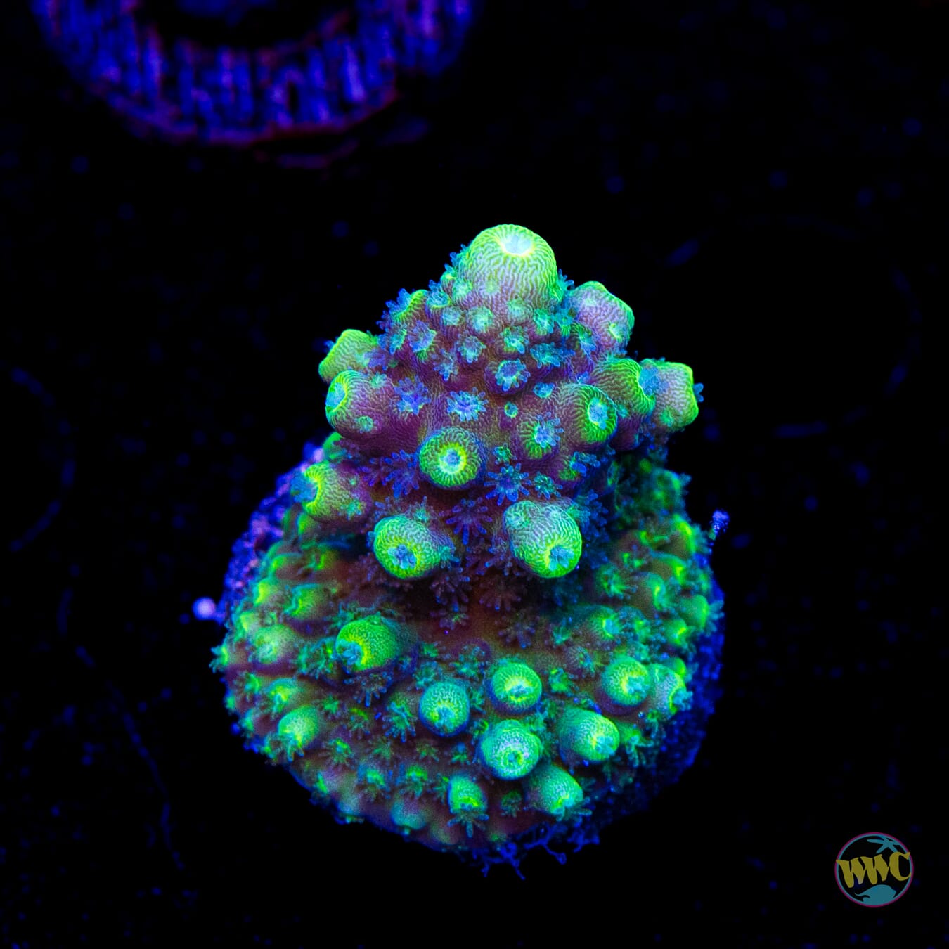 WWC Nuclear Grapes Acropora