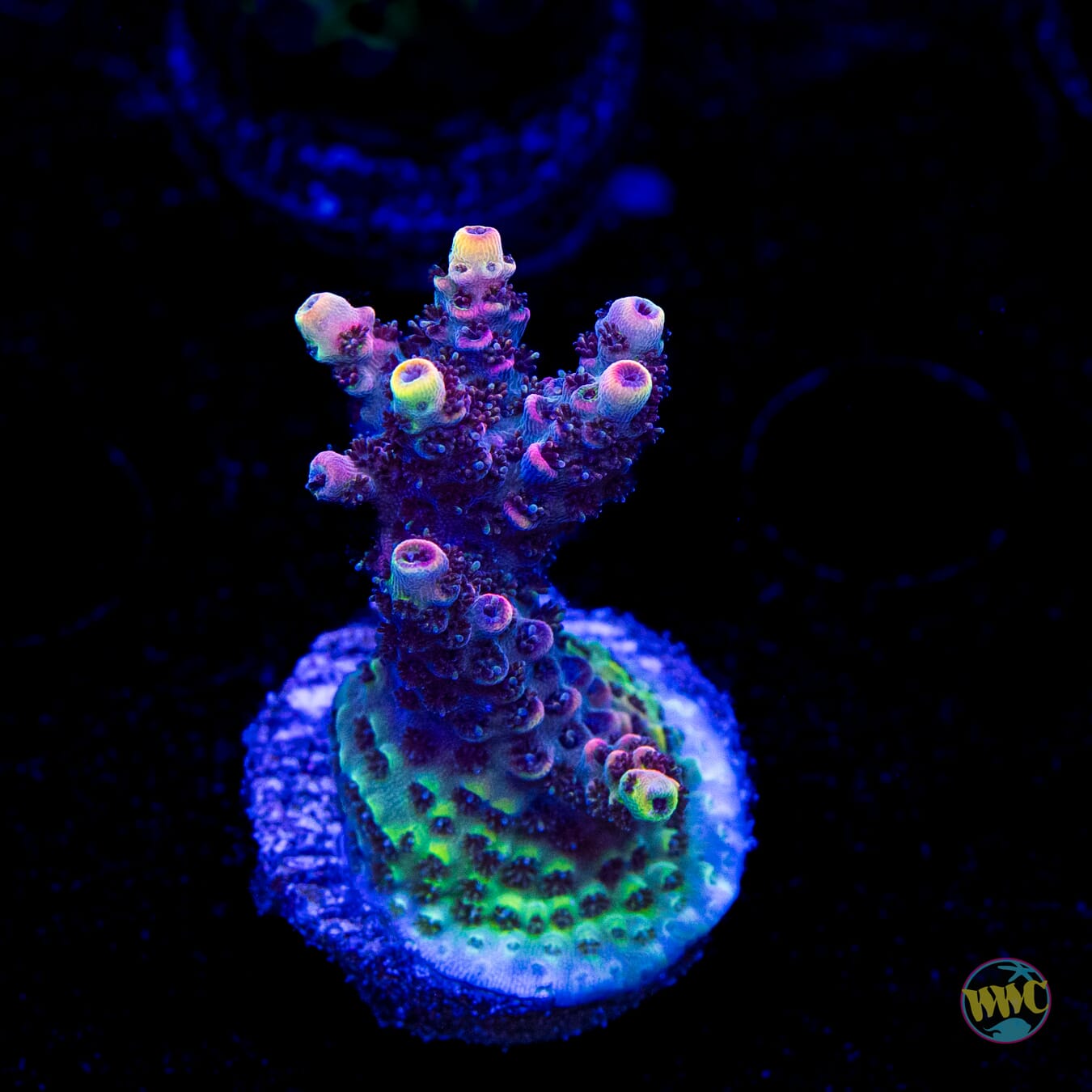 WWC Razzle Dazzle Acropora