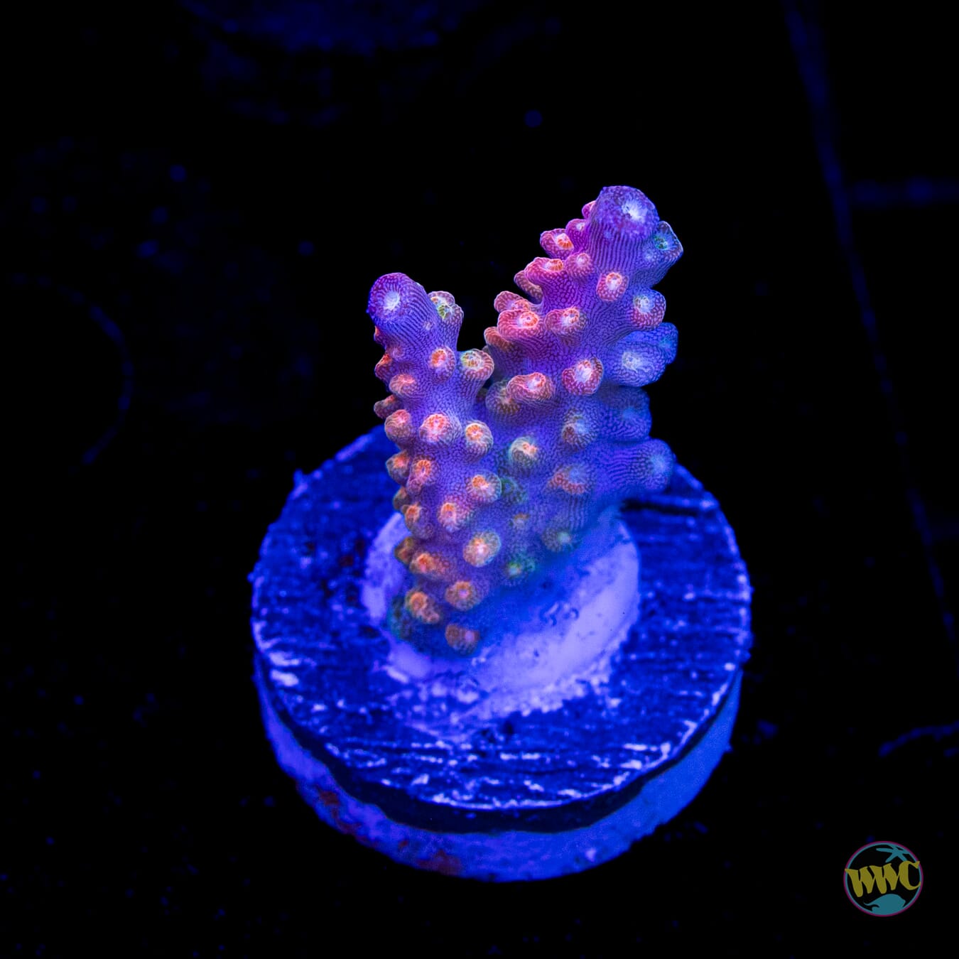BC Bubble Bath Unicorn Acropora