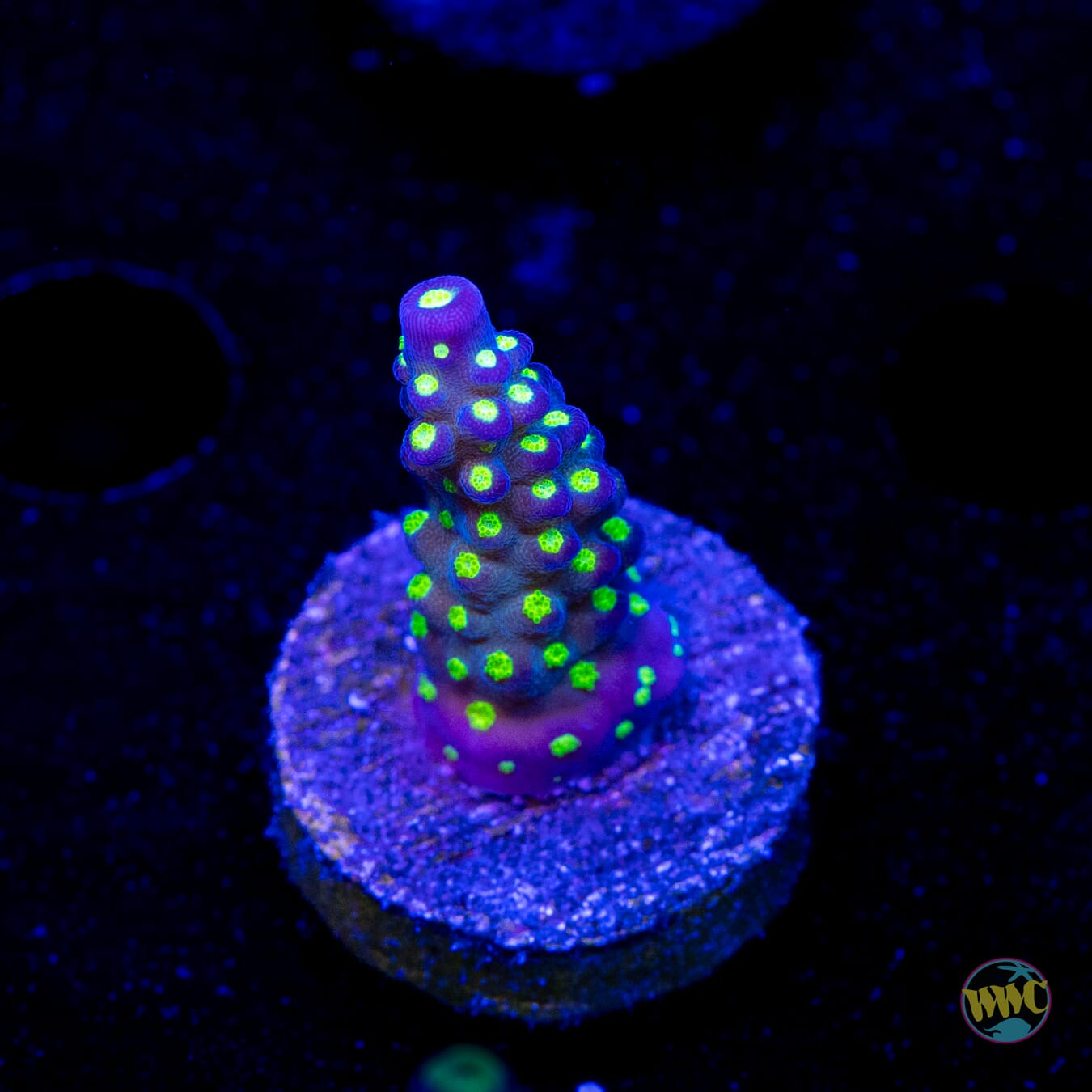 WWC Blueberry Fields Acropora