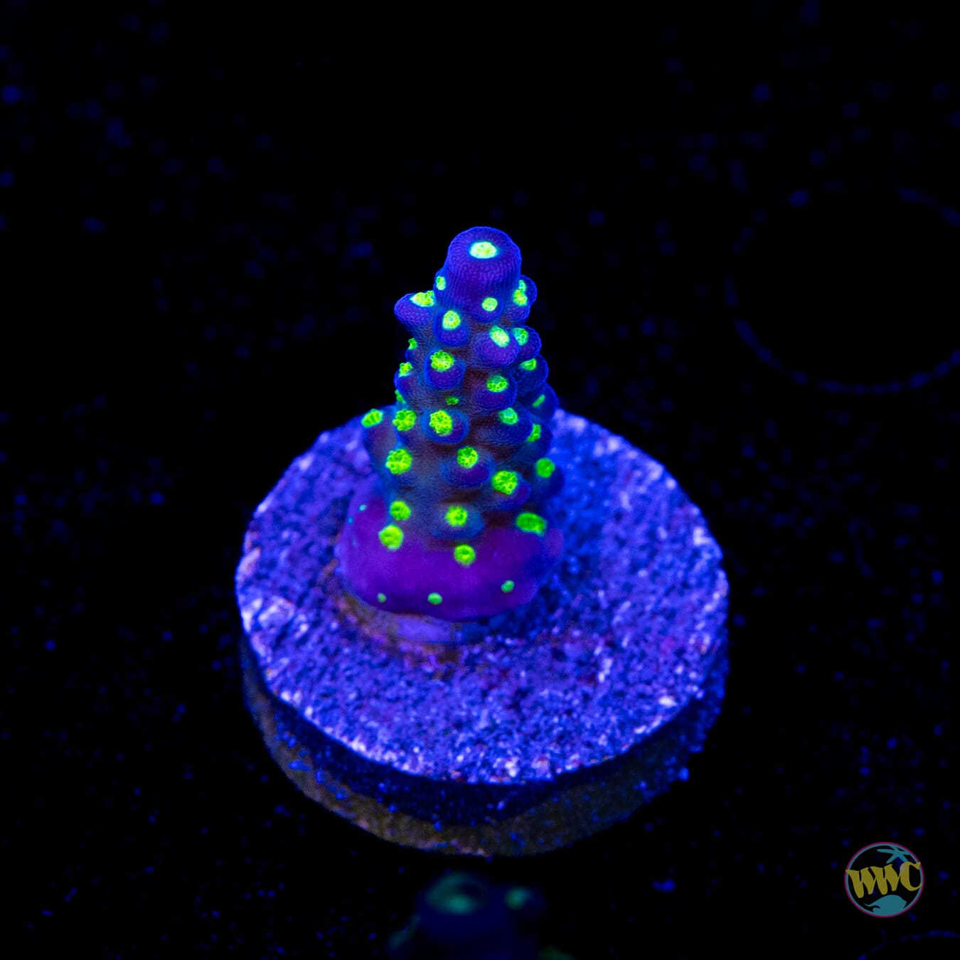 WWC Blueberry Fields Acropora