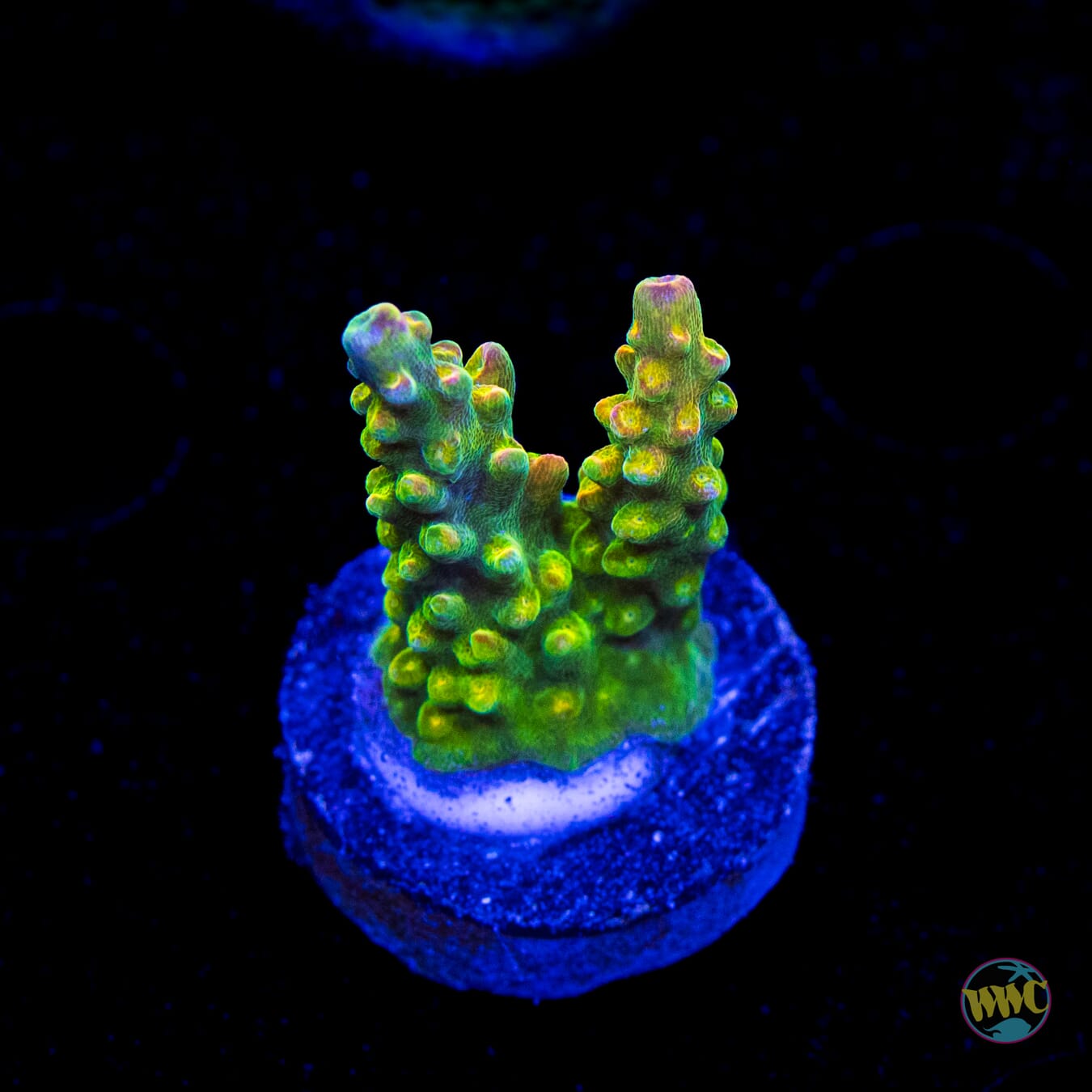Paletta Pink Tip Acropora