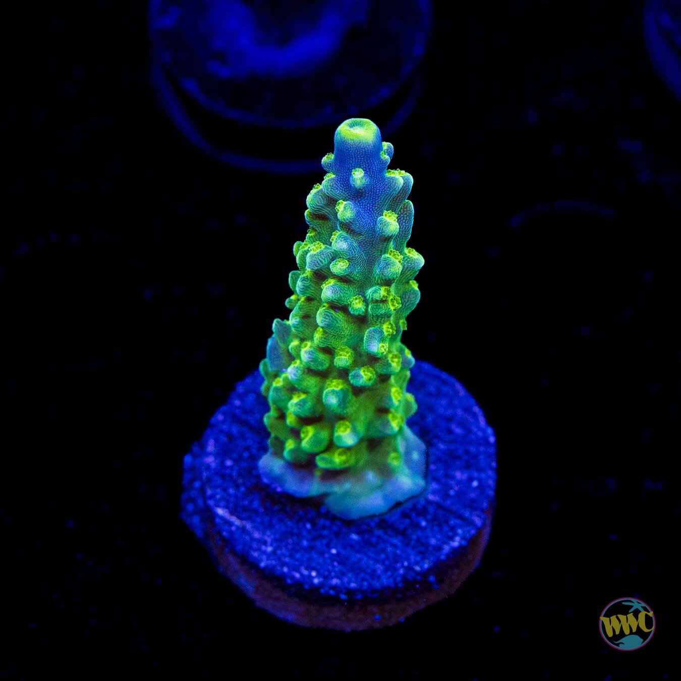 Paletta Tricolor Acropora