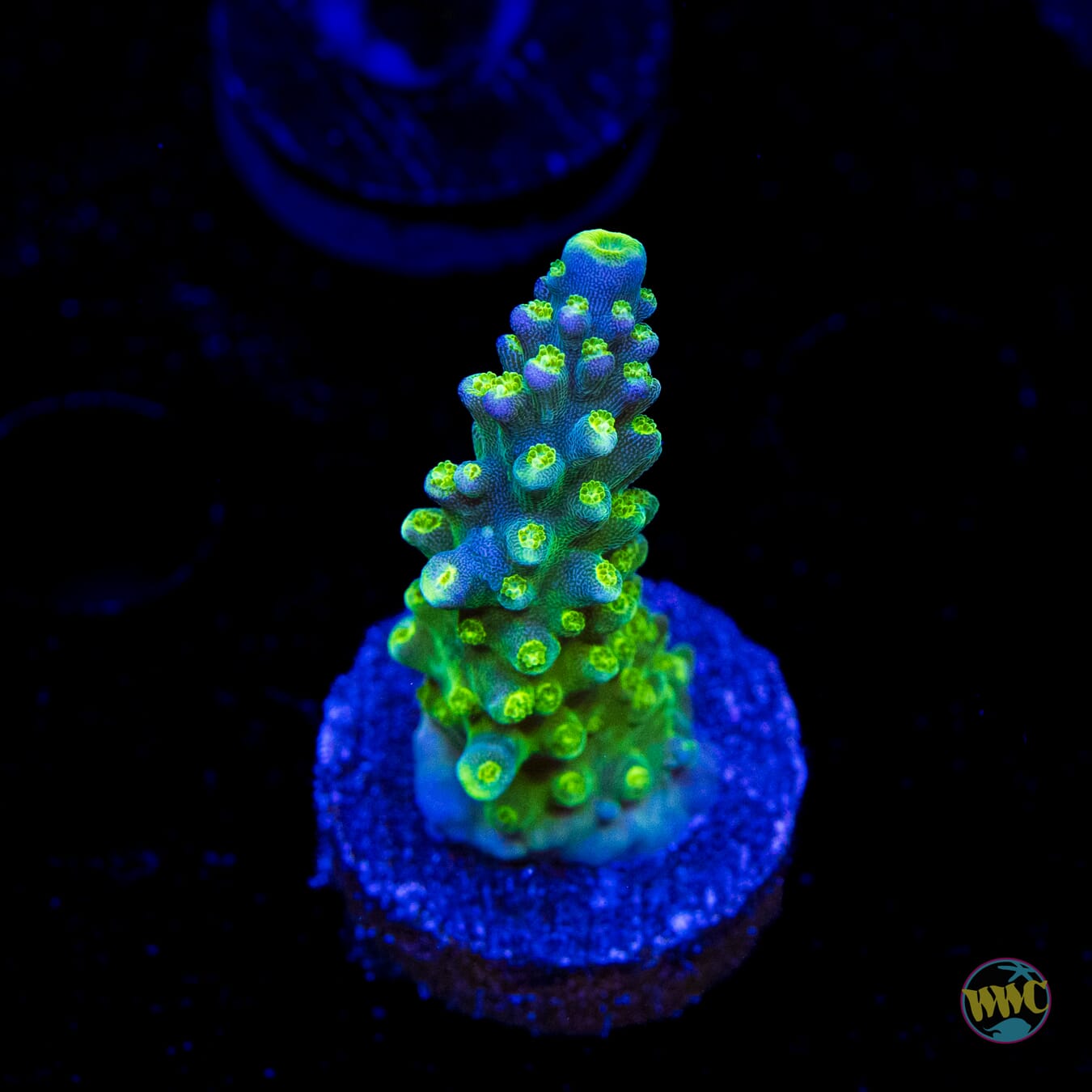 Paletta Tricolor Acropora