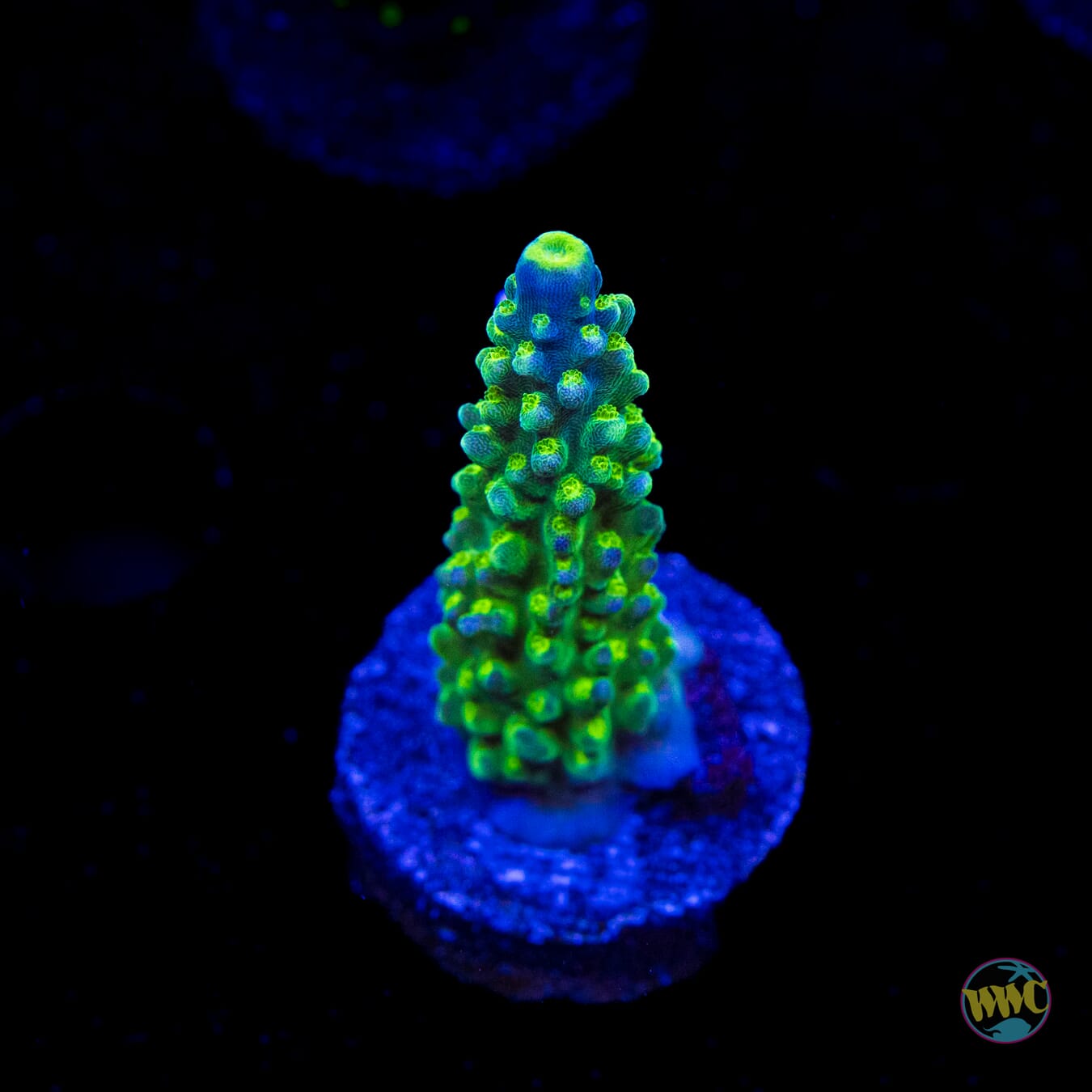 Paletta Tricolor Acropora
