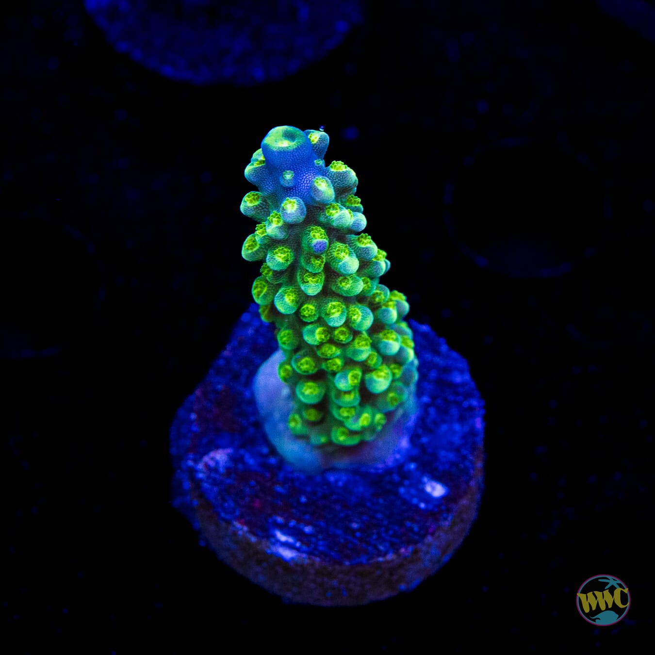 Paletta Tricolor Acropora