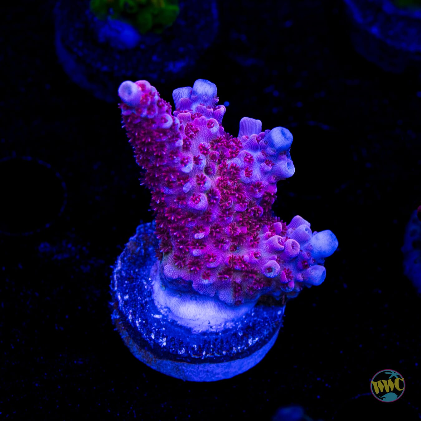 WWC Ruby Runner Acropora