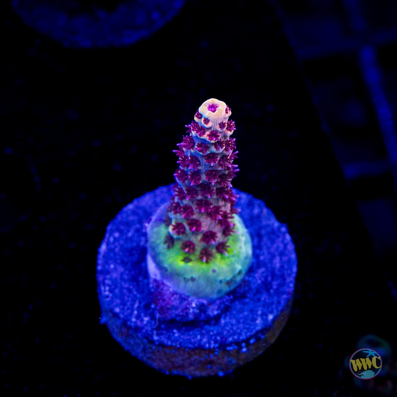 WWC Dragon Slayer Acropora