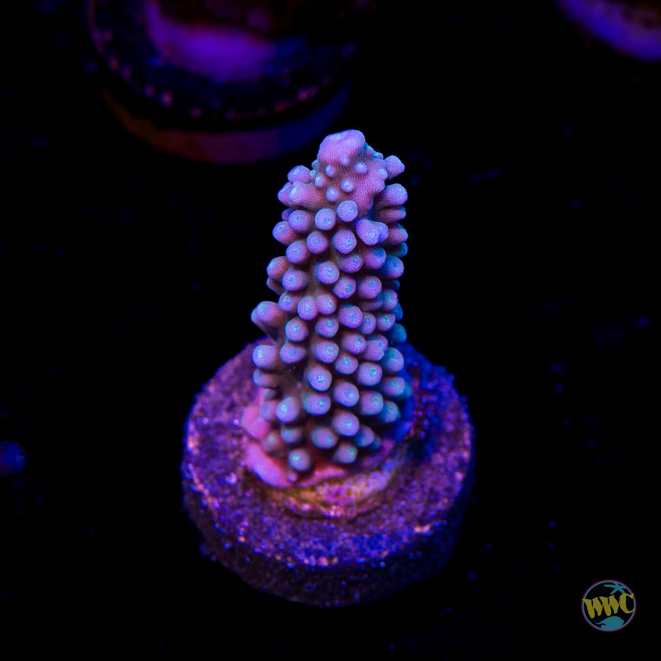 WWC Blue Lightning Stag Acropora