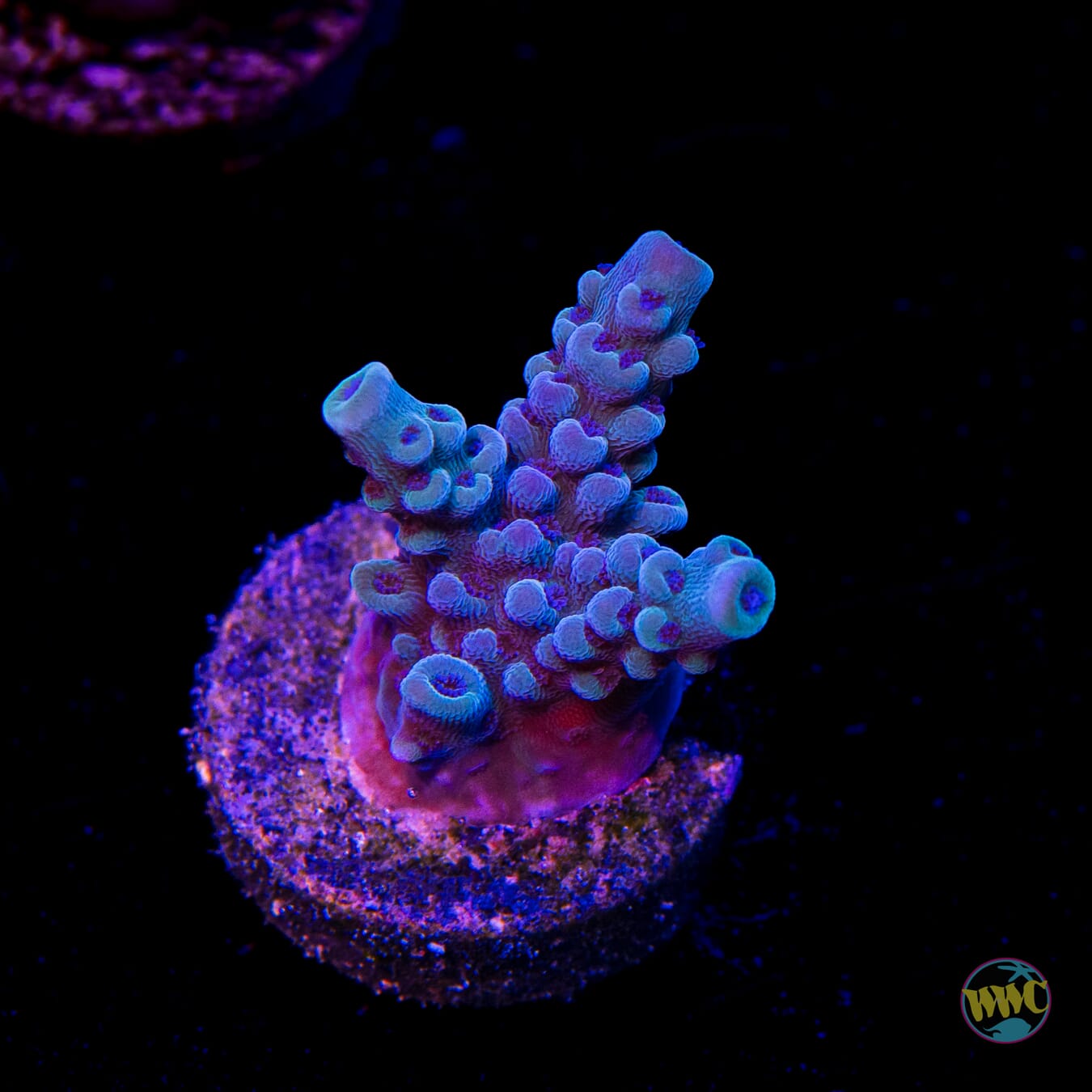 WWC Blue Lightning Stag Acropora