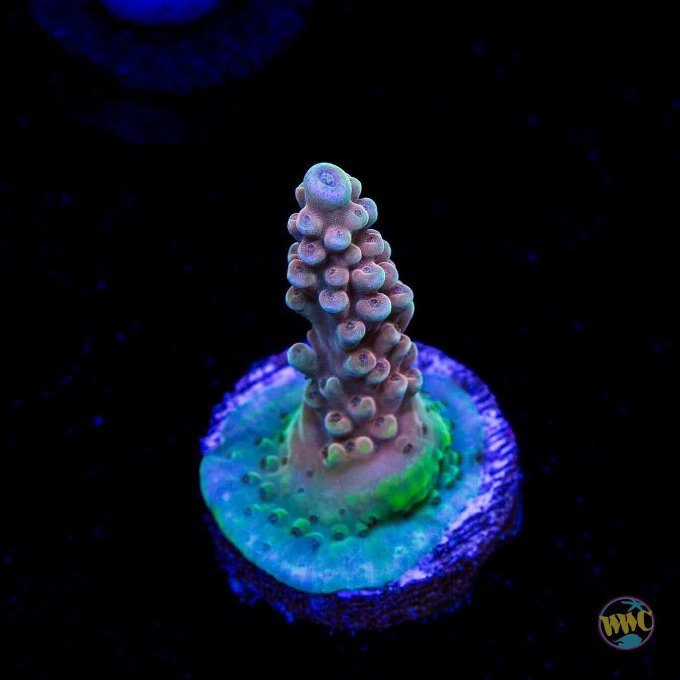 WWC Inner Planet Acropora