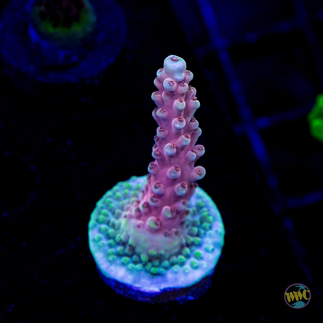 WWC Inner Planet Acropora