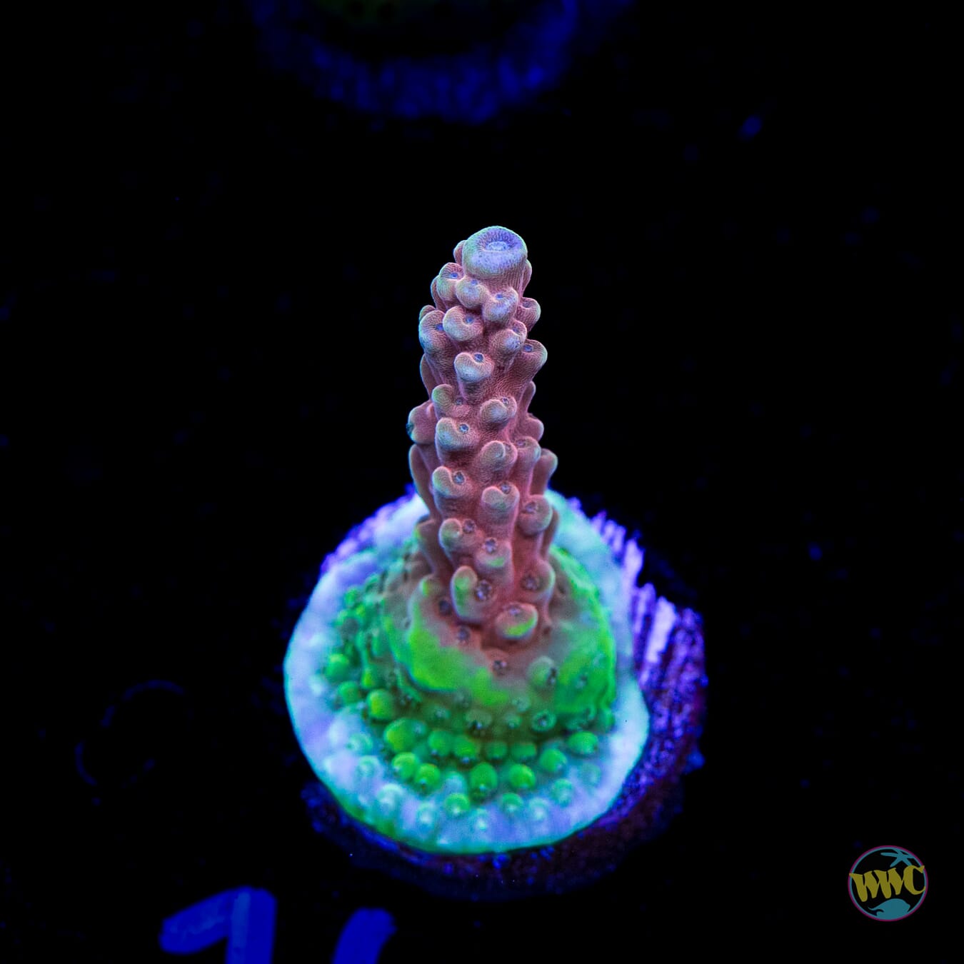 WWC Inner Planet Acropora