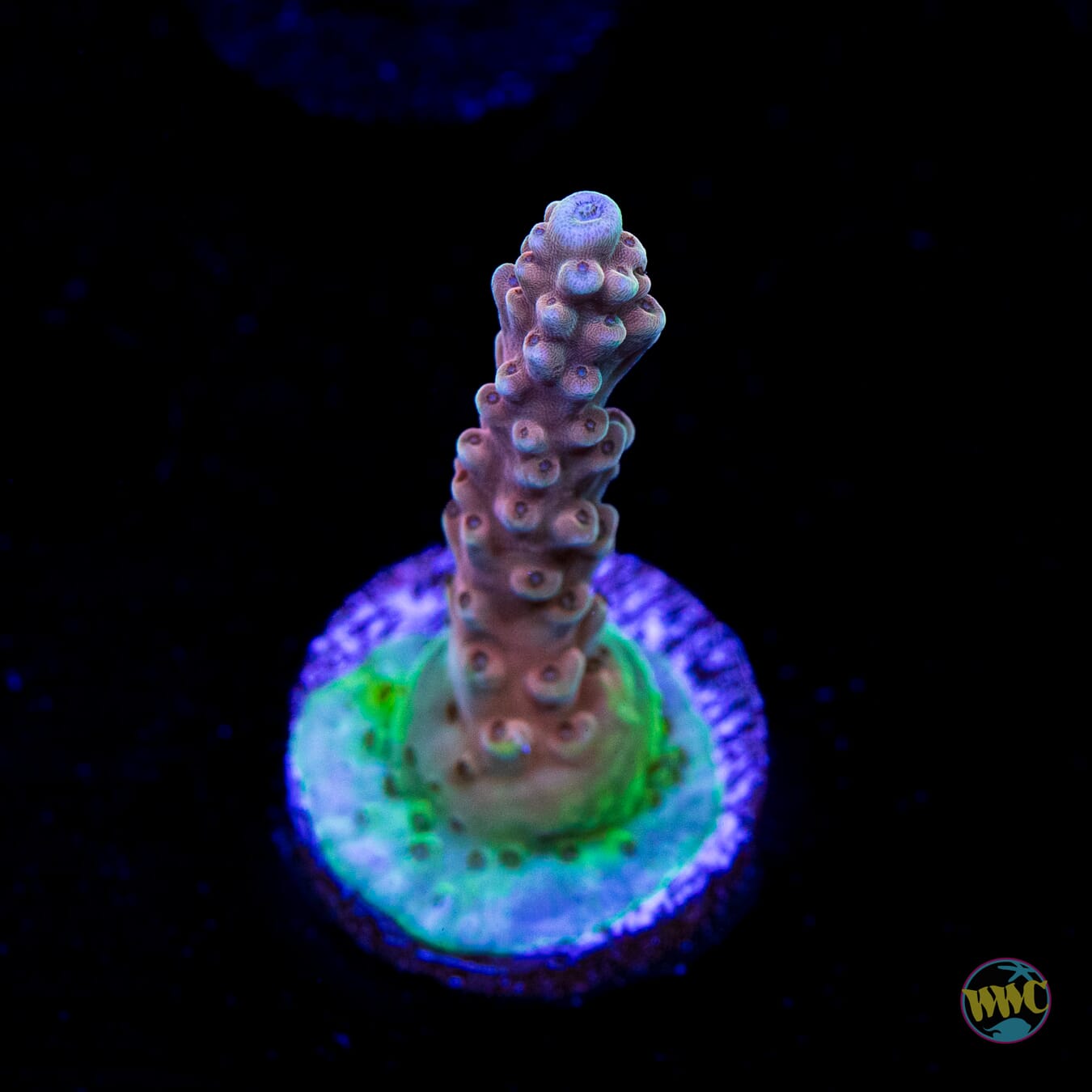 WWC Inner Planet Acropora