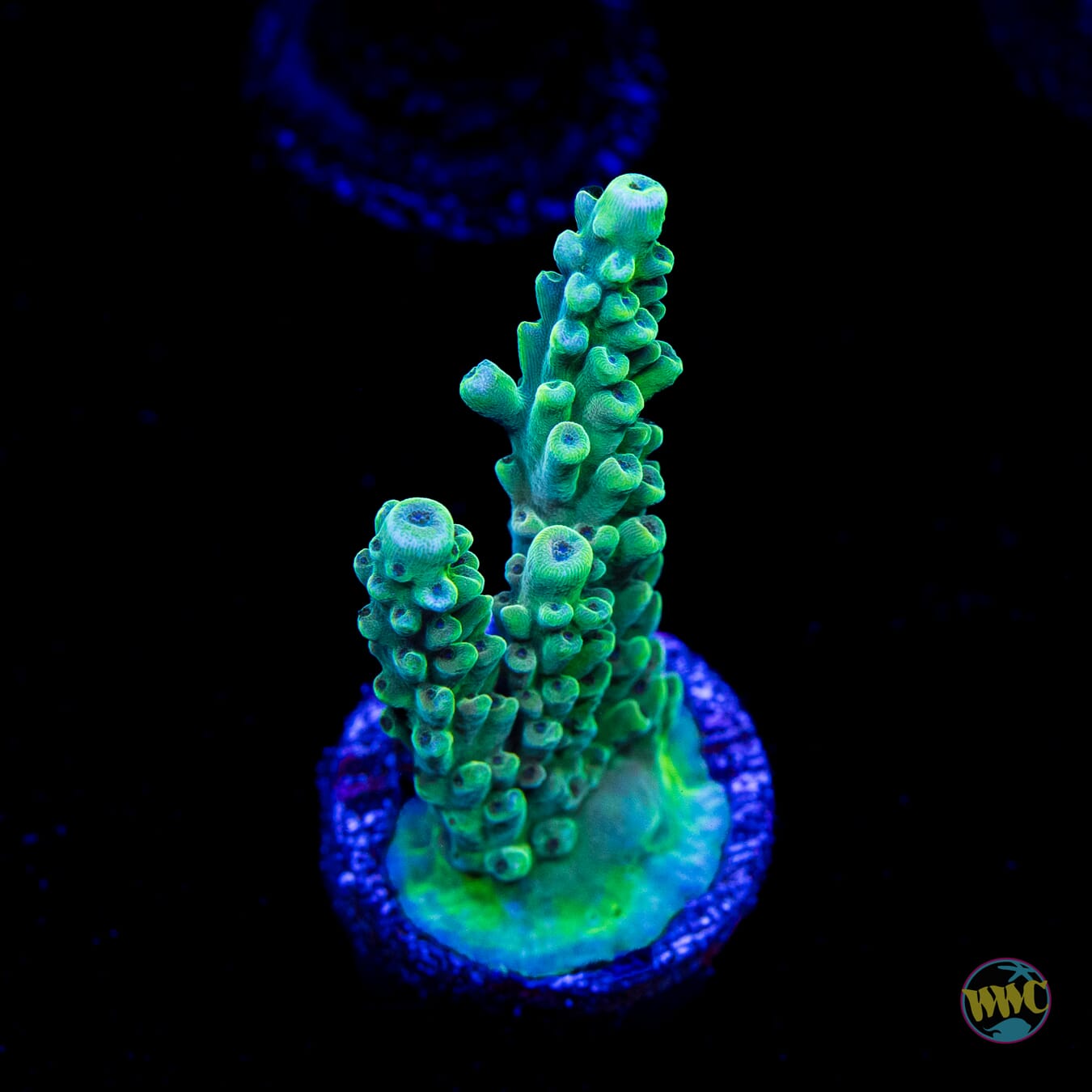 WWC Inner Planet Acropora