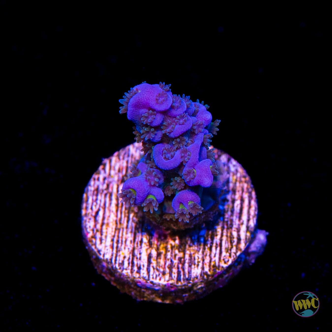 WWC Cobalt Tenuis Acropora