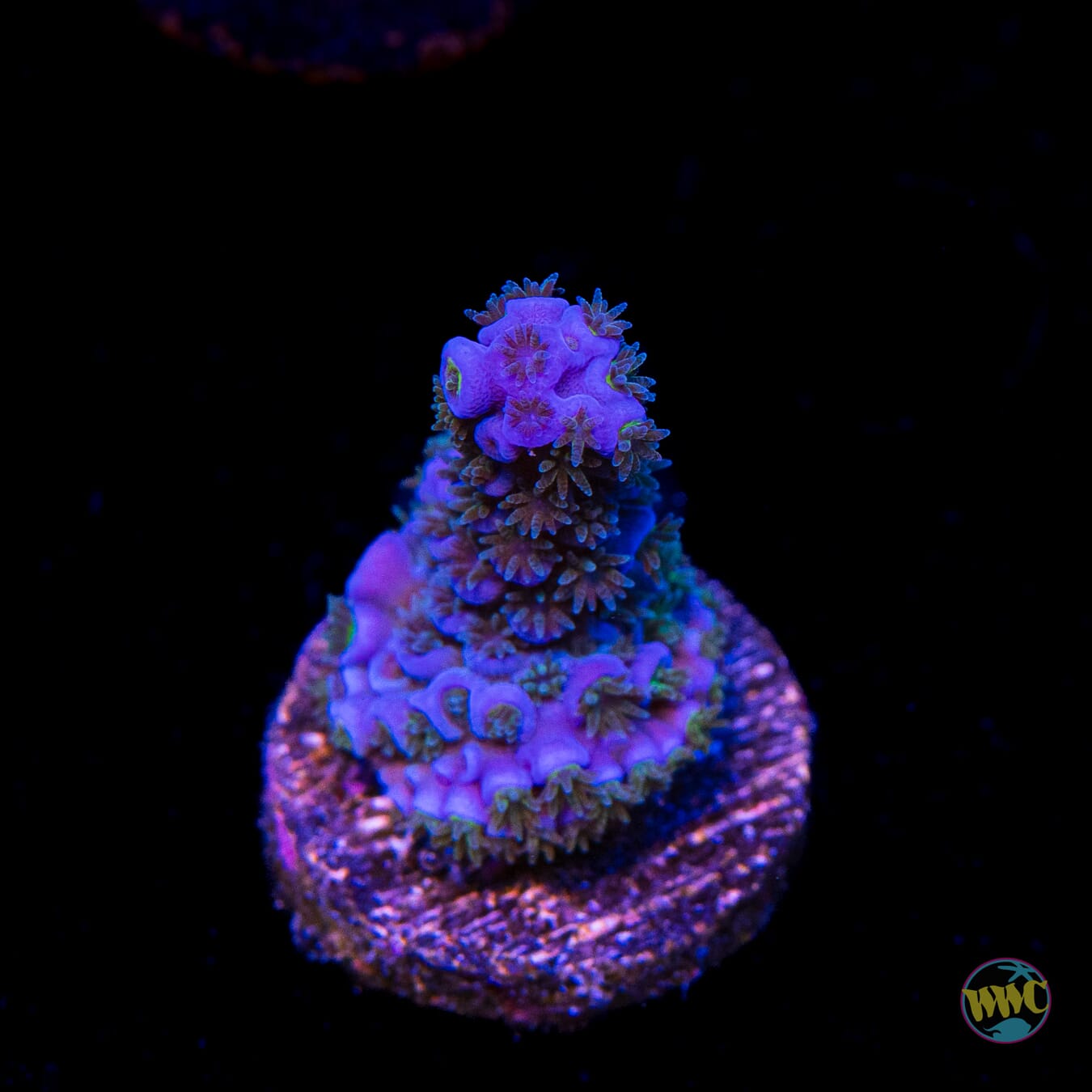 WWC Cobalt Tenuis Acropora