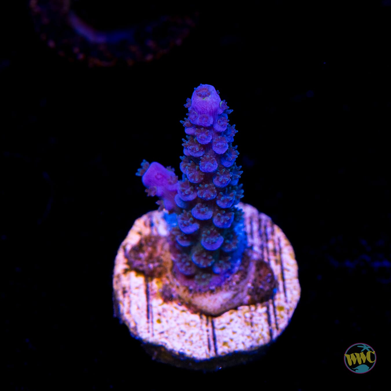 WWC Cobalt Tenuis Acropora