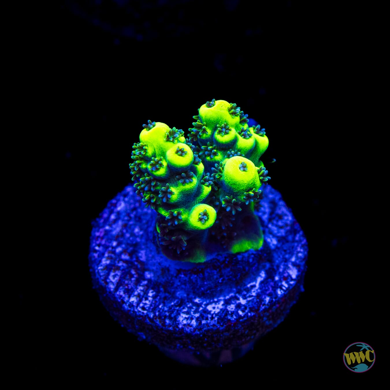 WWC Shark Bite Acropora