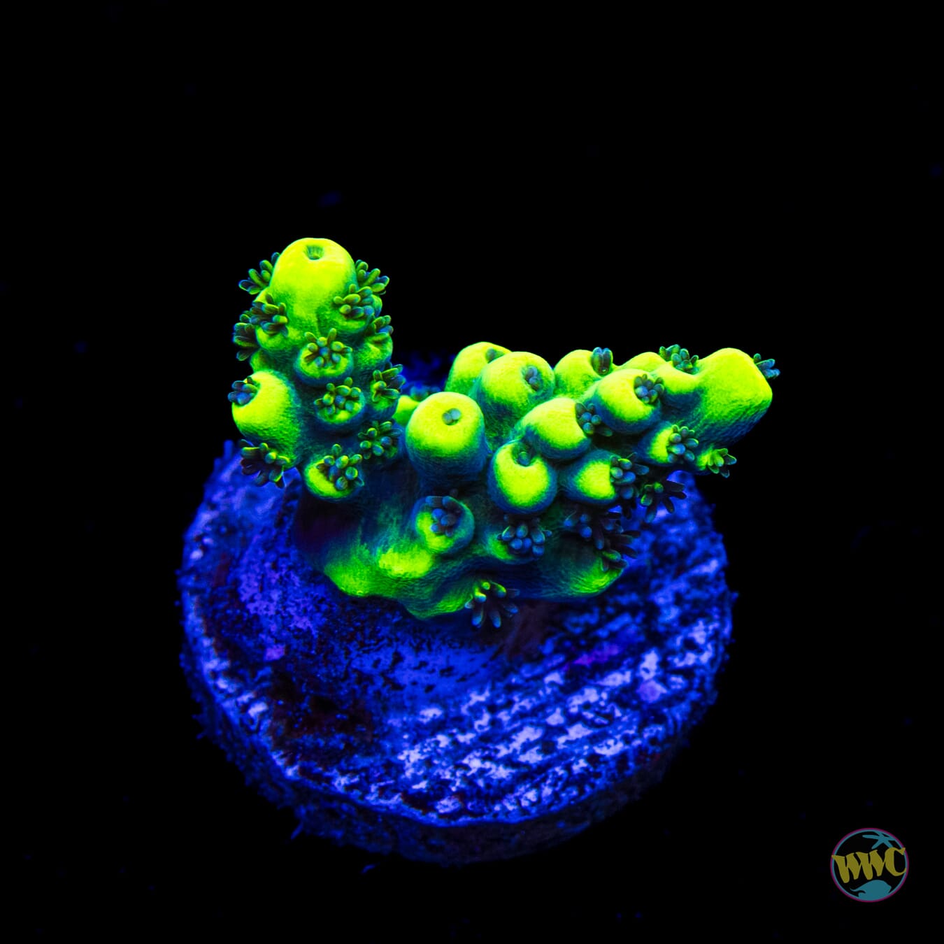 WWC Shark Bite Acropora