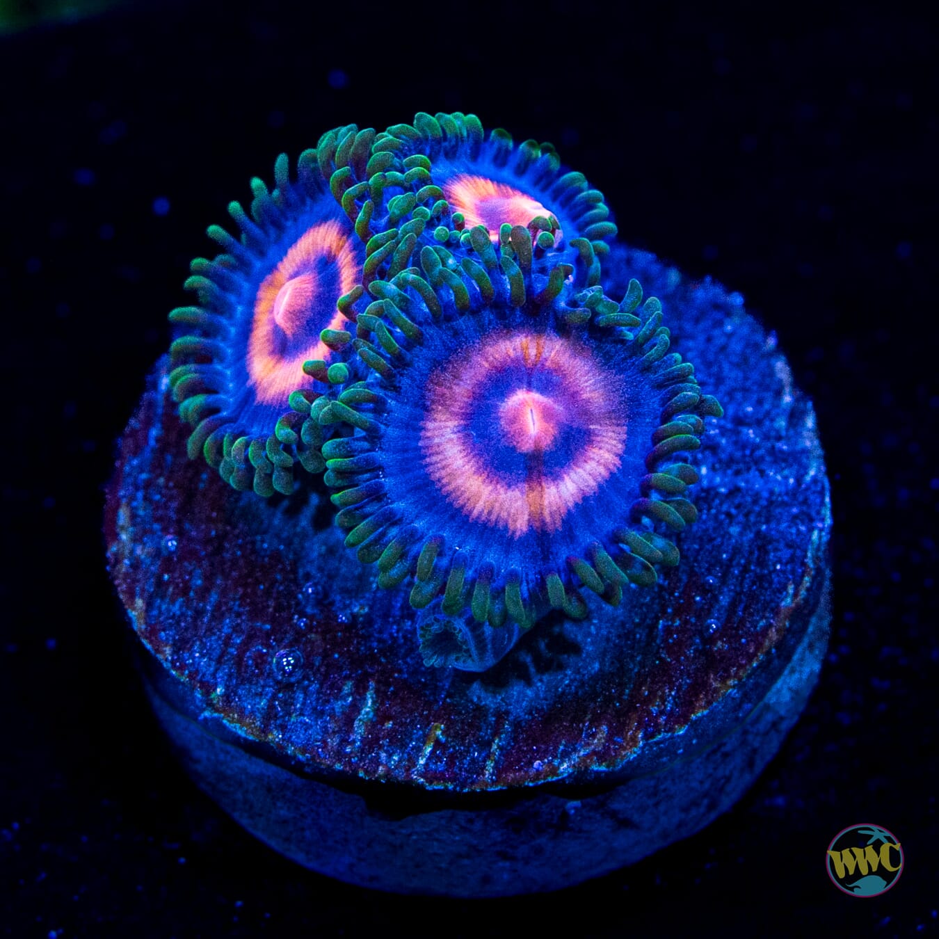 Super Girl Zoanthids