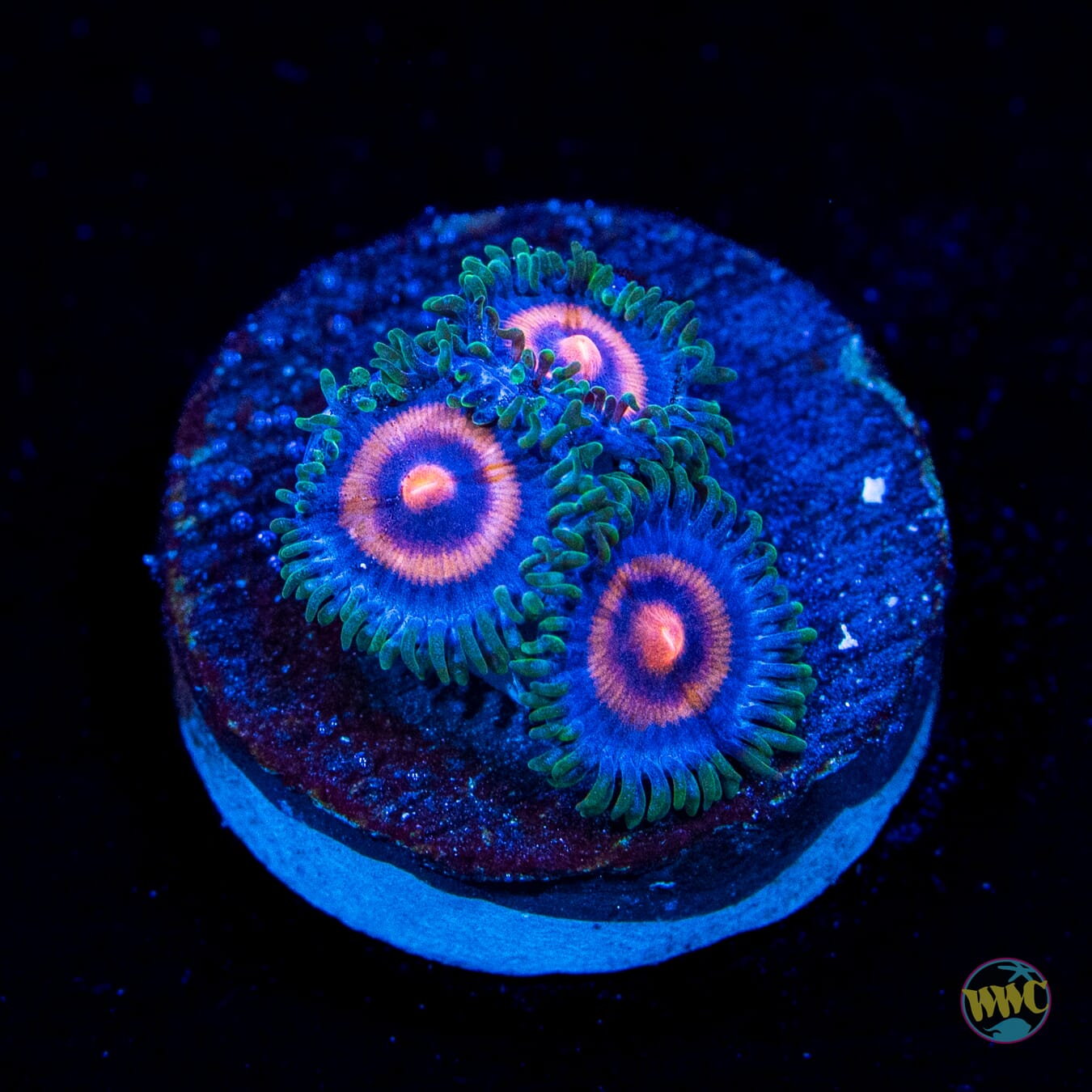 Super Girl Zoanthids