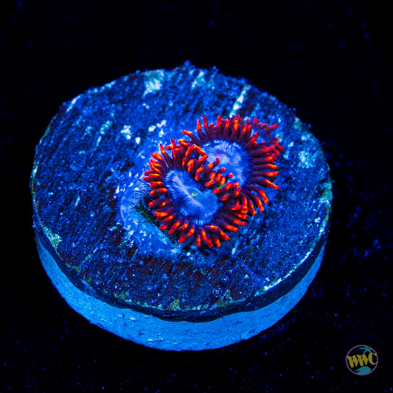 Fire and Ice Zoanthids