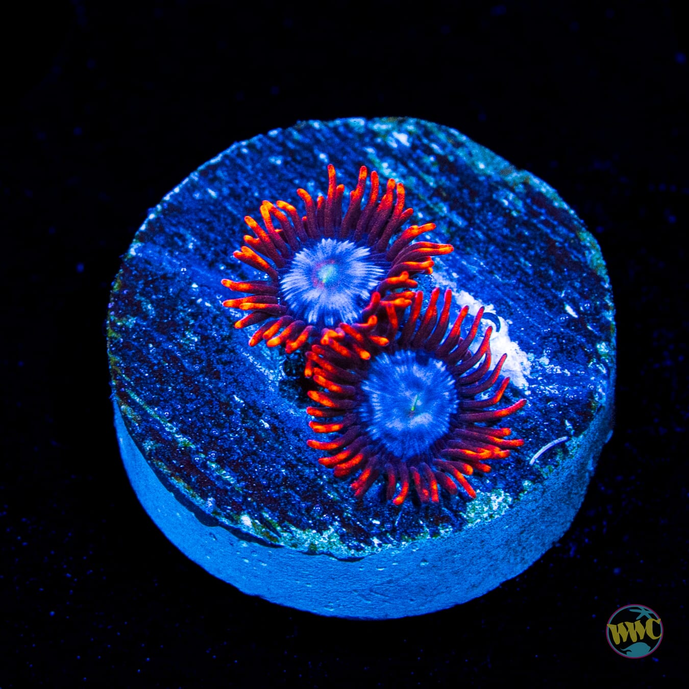 Fire and Ice Zoanthids