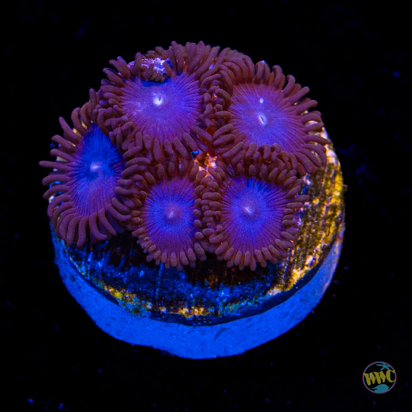 Tubbs Blues Zoanthids