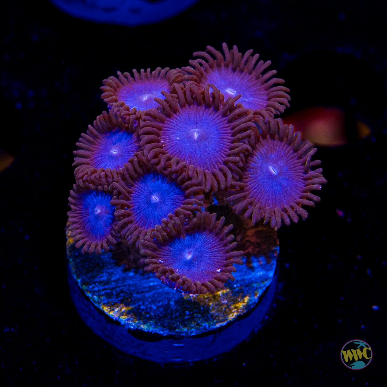 Tubbs Blues Zoanthids