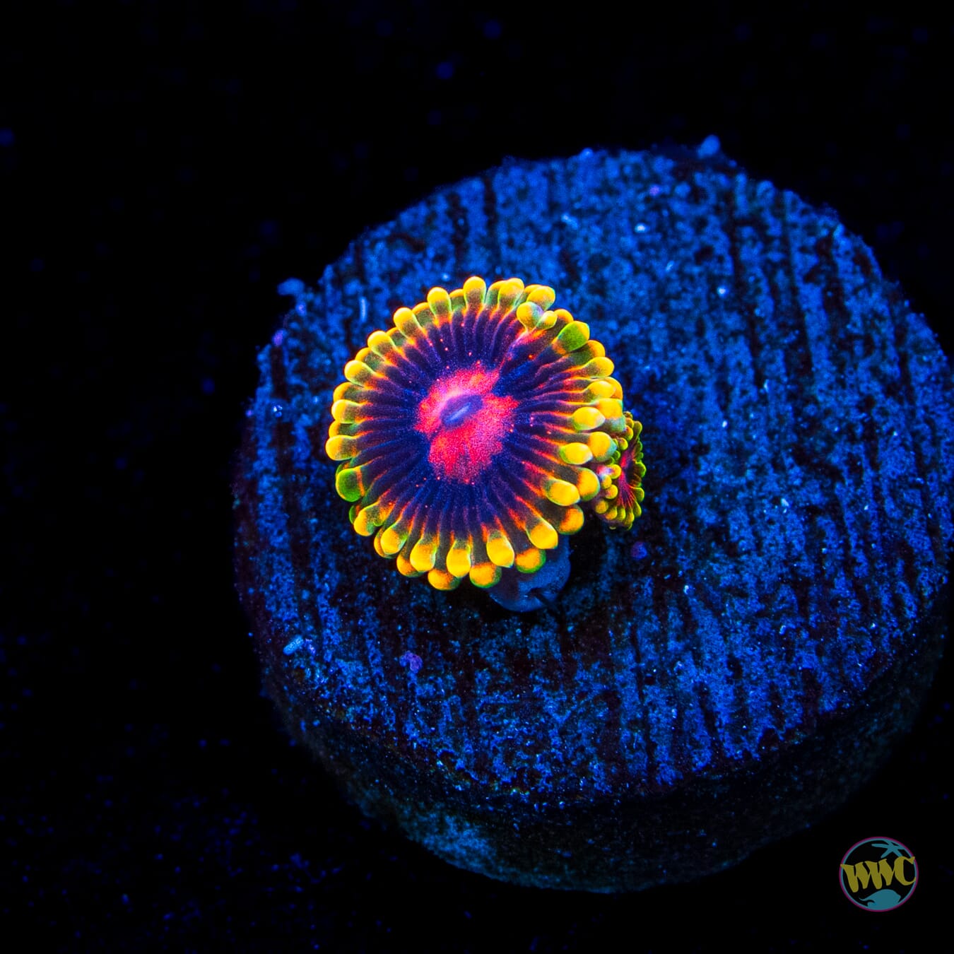 Mind Trick Zoanthids