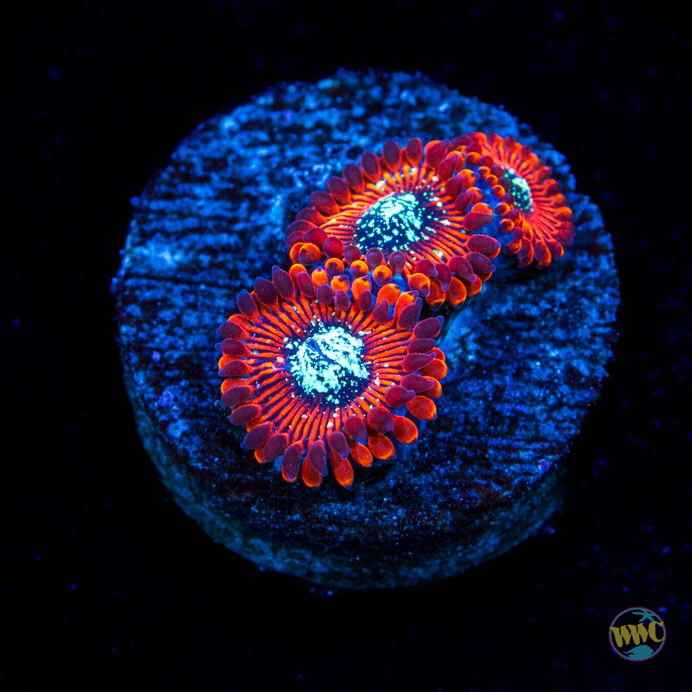 Magician Zoanthids